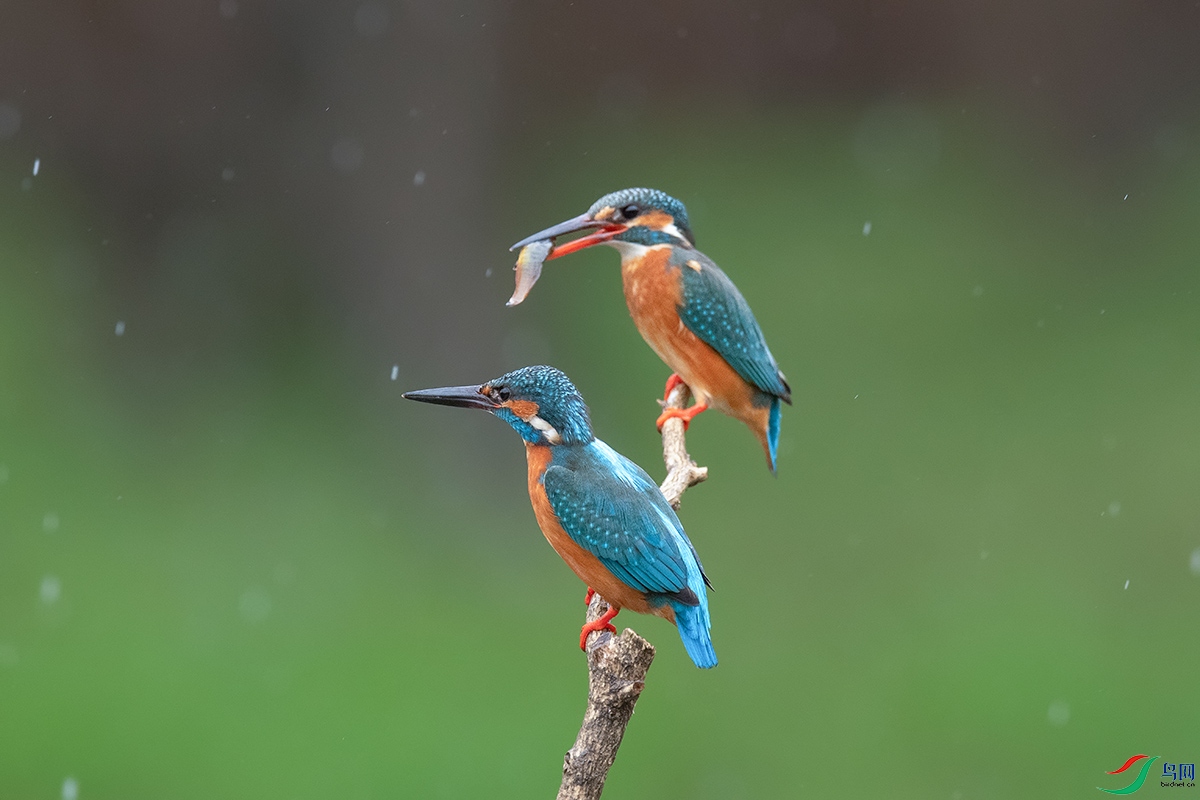 DSC_p7452.jpg