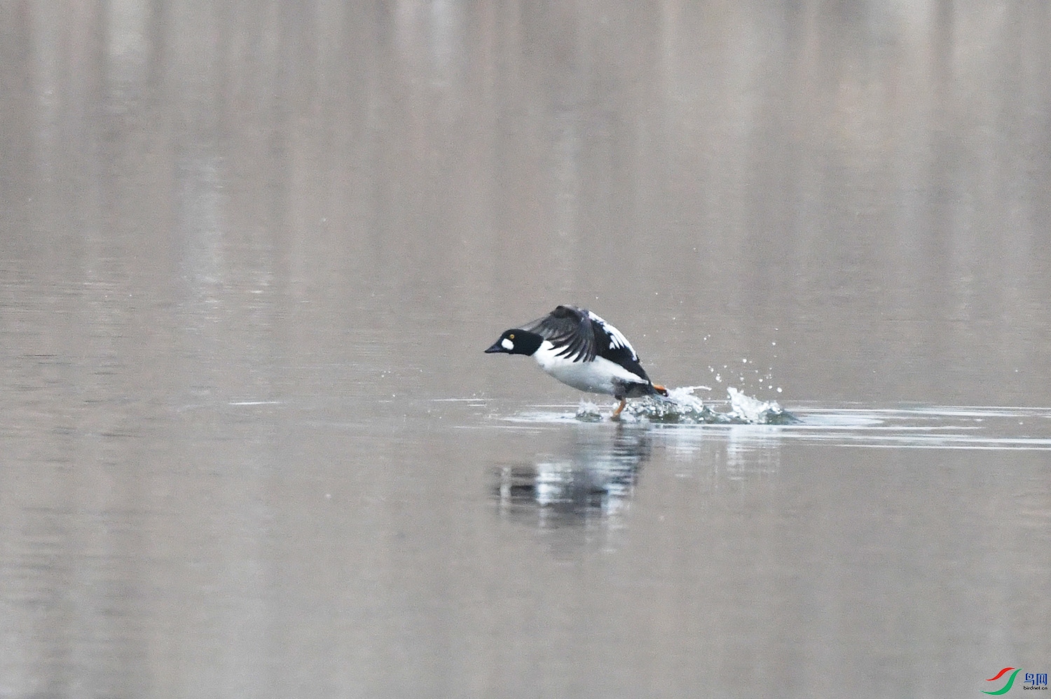 DSC_0164.jpg