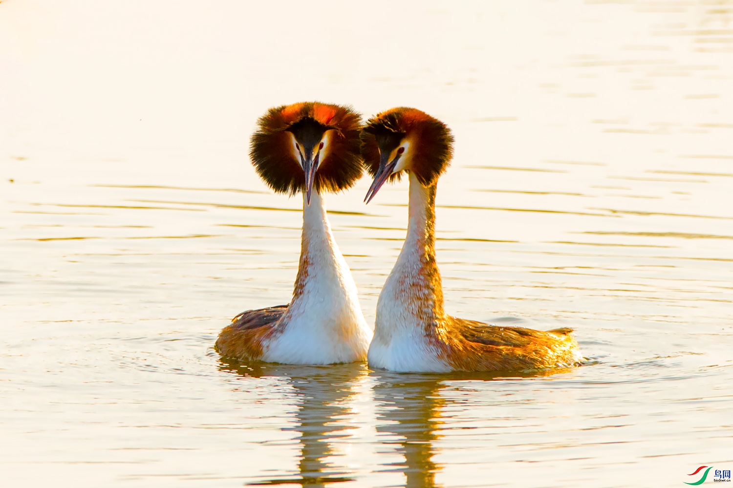 亲昵——风头䴙䴘