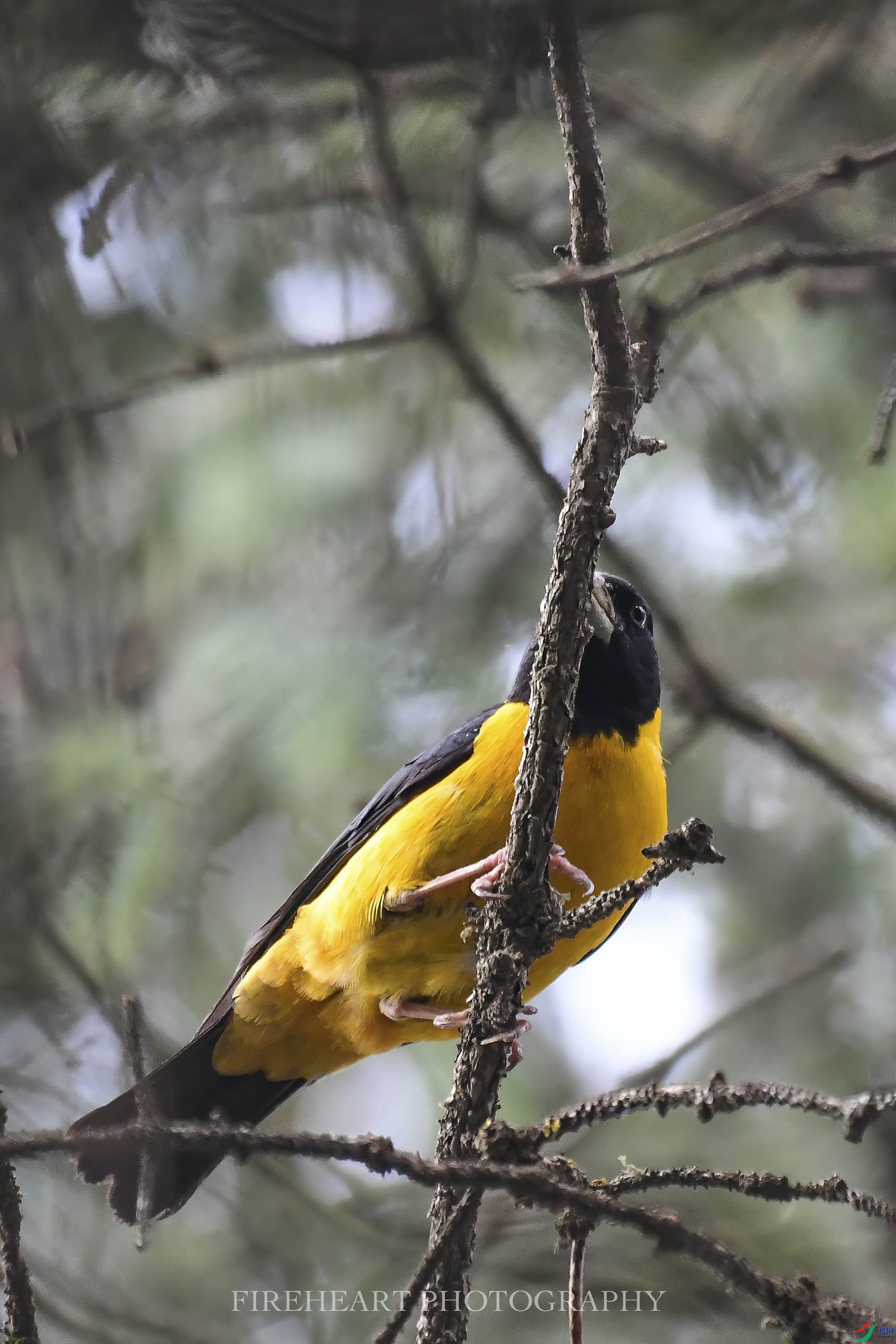 DSC_7056-DeNoiseAI-denoise.jpg