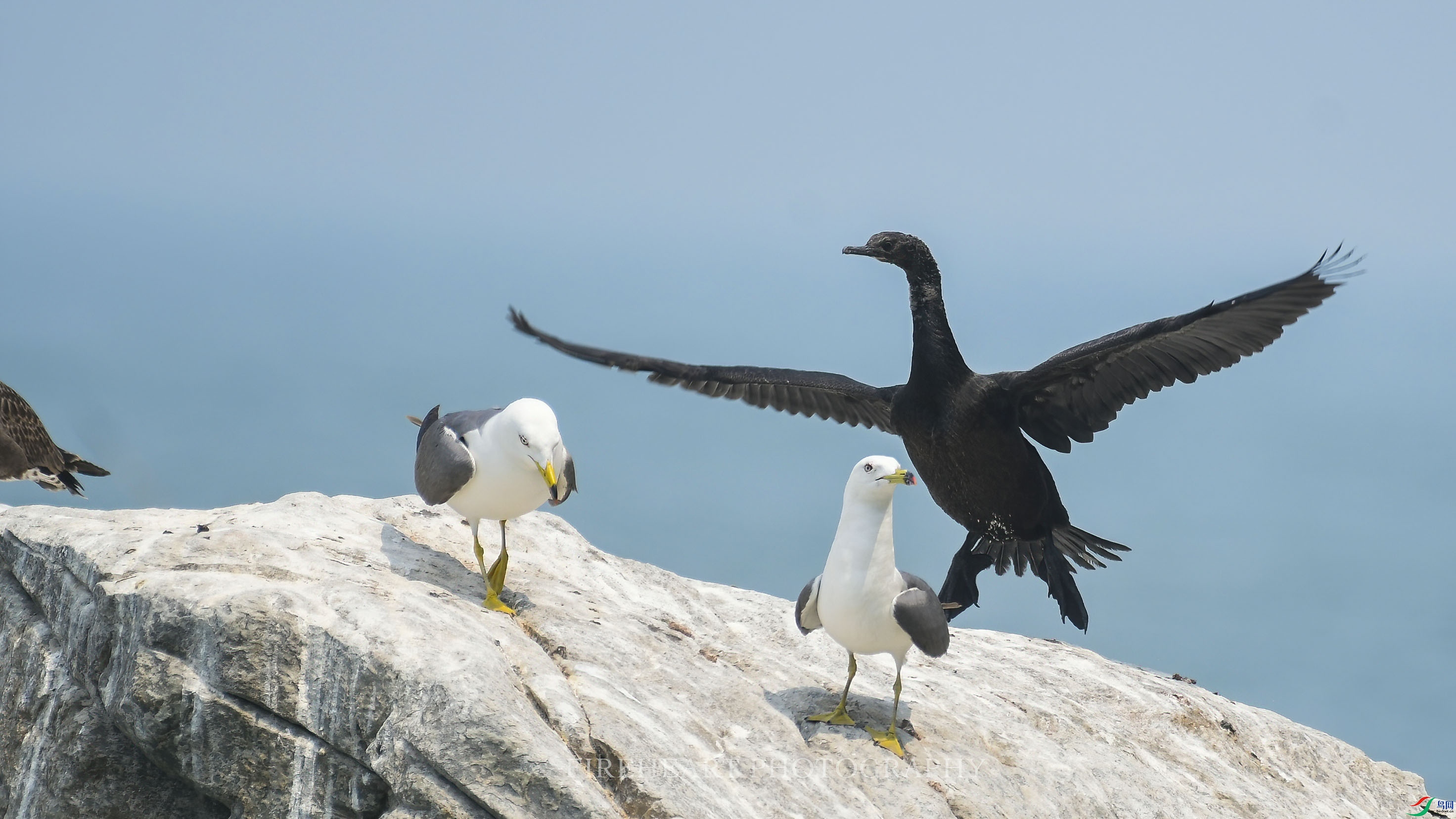 �����11-�Ա�δ֪-ɽ���ൺ-����-���岩 .JPG-DeNoiseAI-denoise.jpg