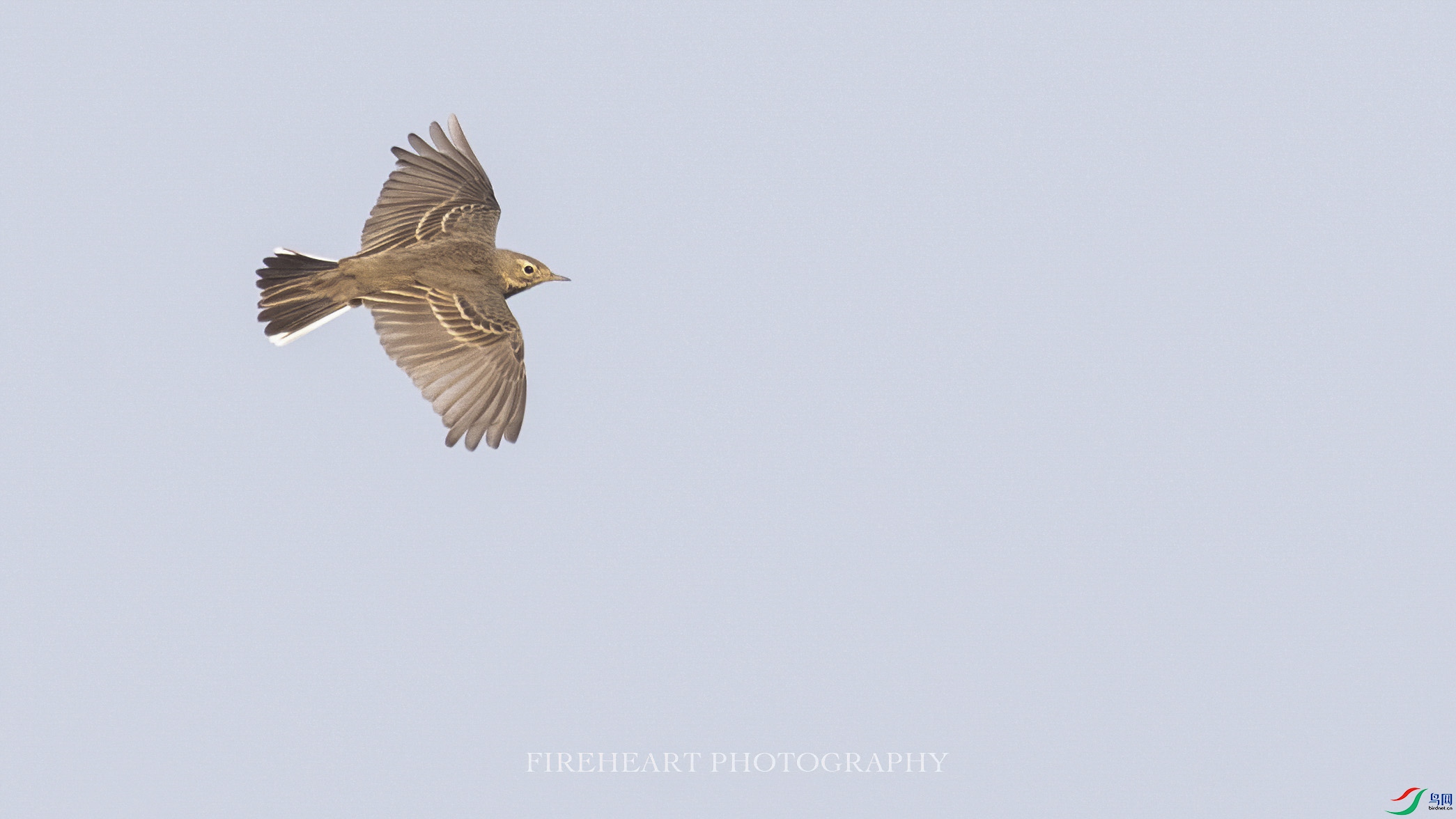 DSC_4381-DeNoiseAI-denoise.jpg