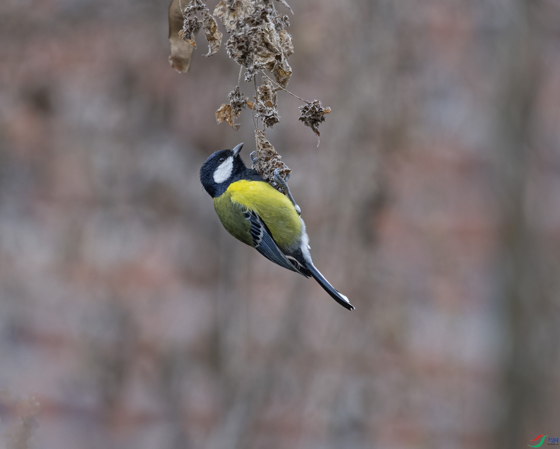 DSC_5945.jpg