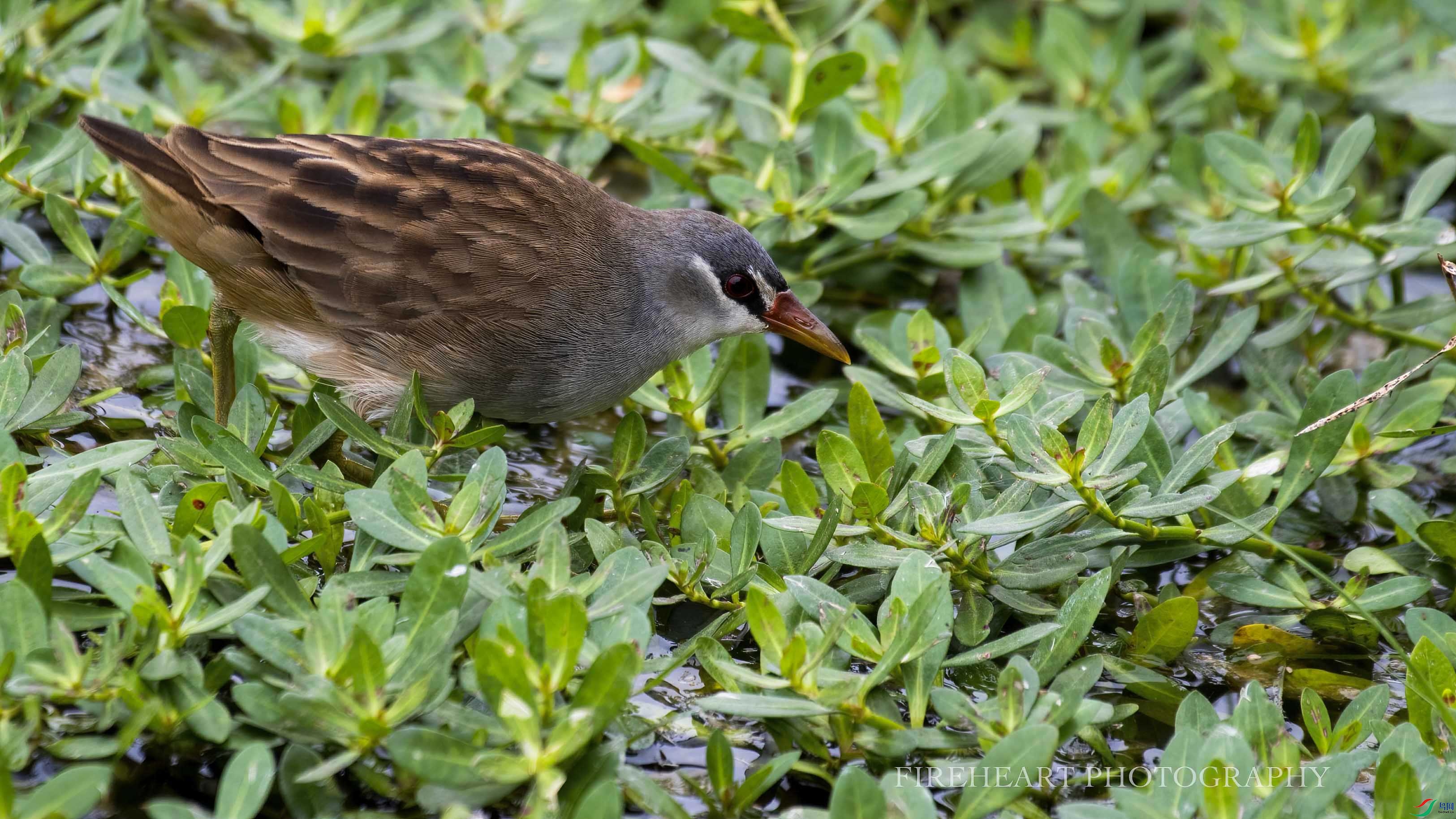 DSC_4671-DeNoiseAI-denoise 11.44.45.jpg