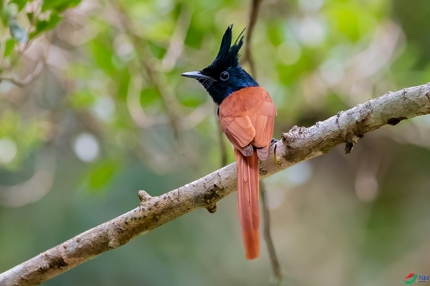 ��ľ����  ��ʦ������ӡ��20.jpg