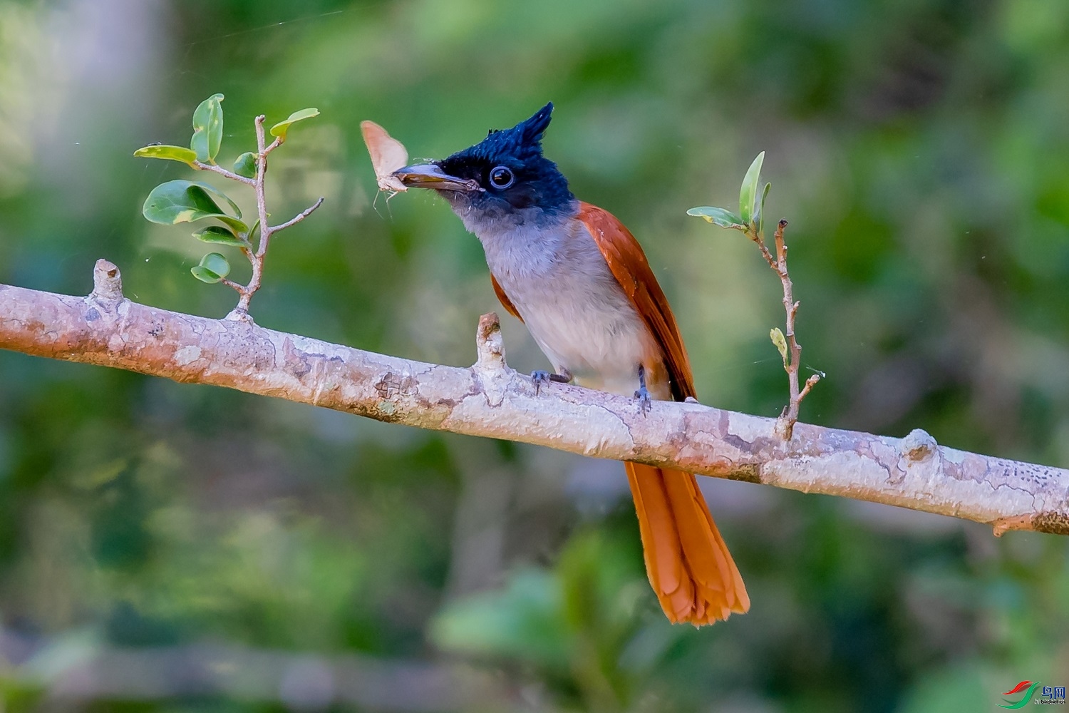 ��ľ����  ��ʦ������ӡ��0.jpg