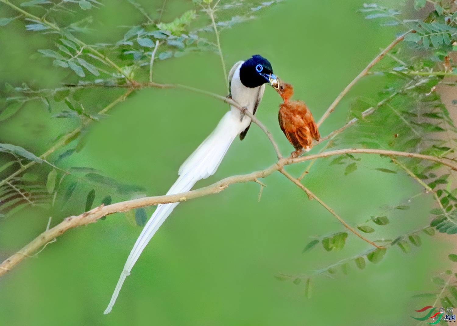 ɵ��ͷ-�Ÿ���  ��ʦ�����ں���ʡ����Ͽ��.jpg