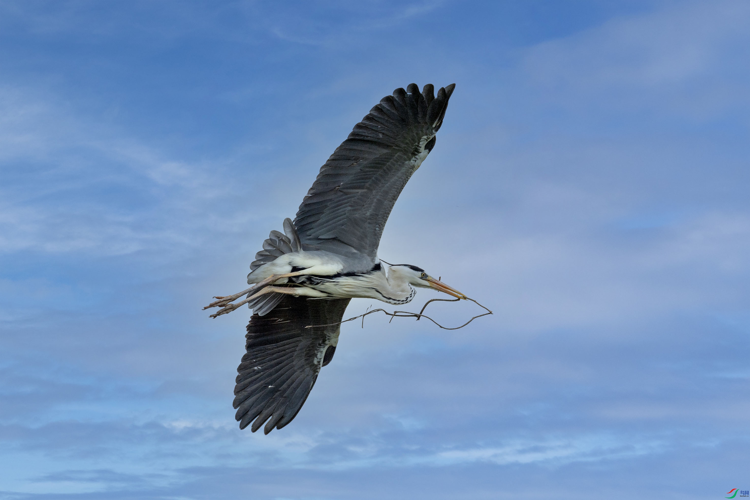 DSC_7716add2.jpg
