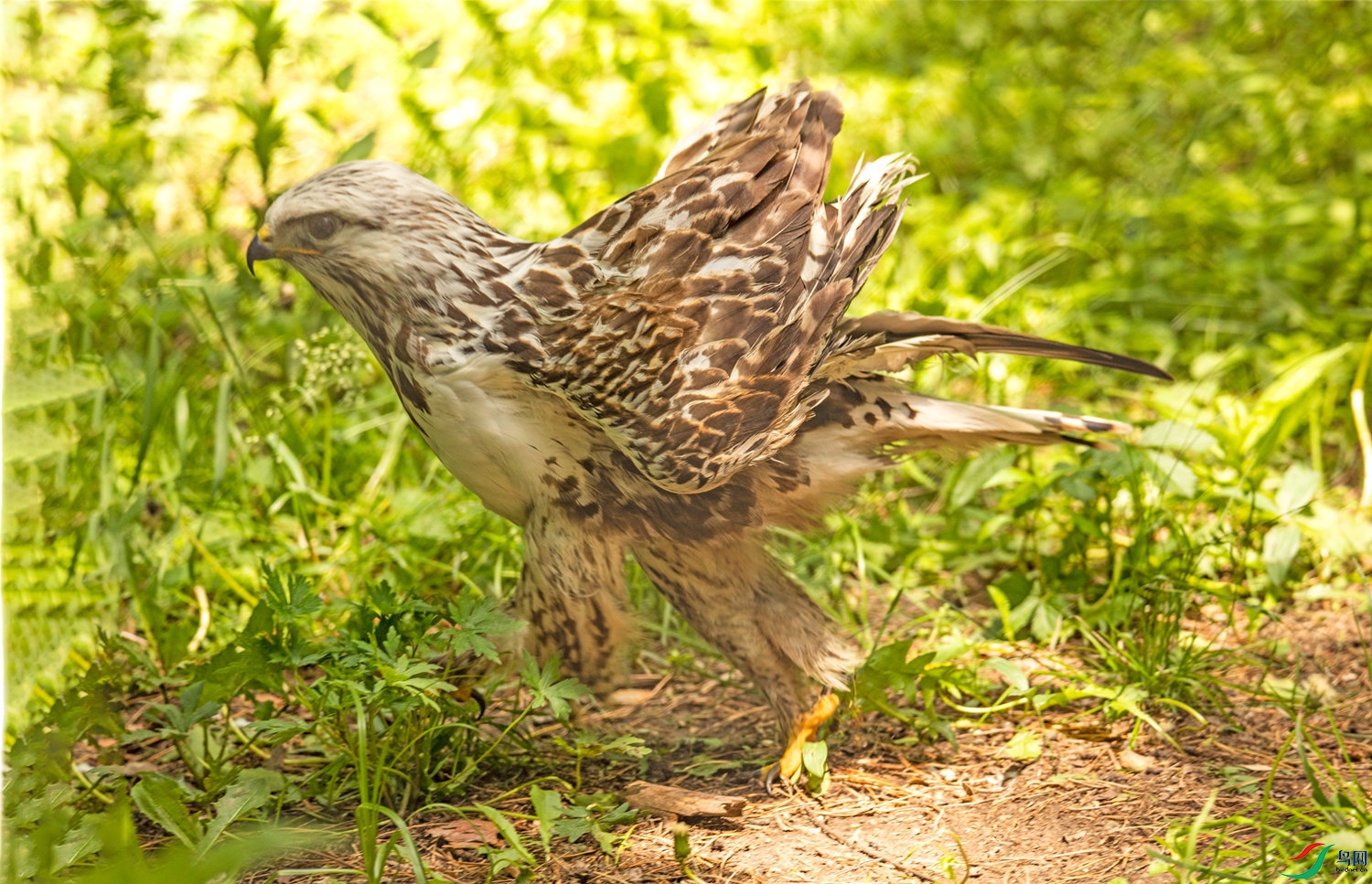 ���ľȻ� ë��