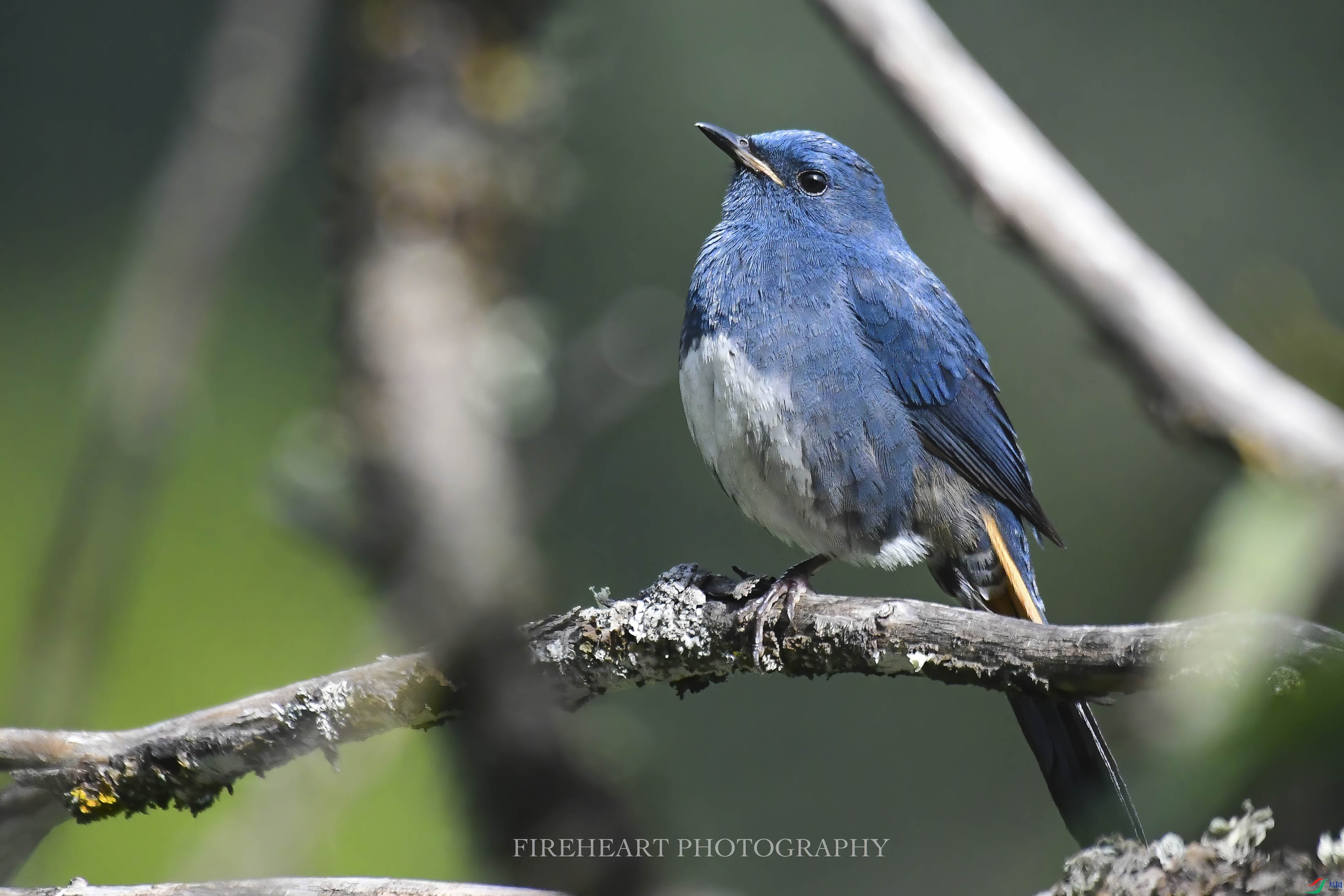 DSC_7407-DeNoiseAI-denoise.jpg