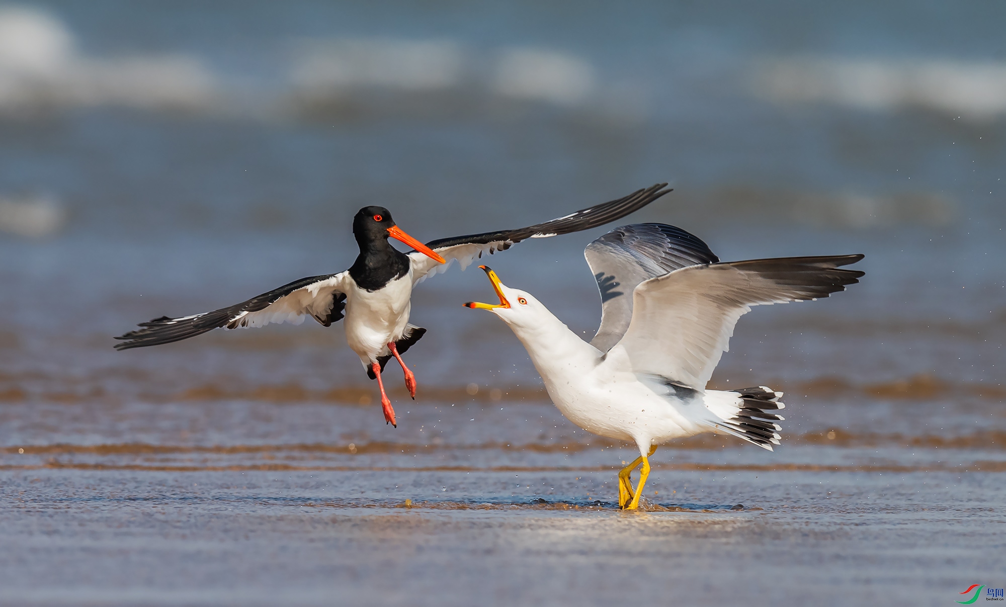 �����뺣Ÿ