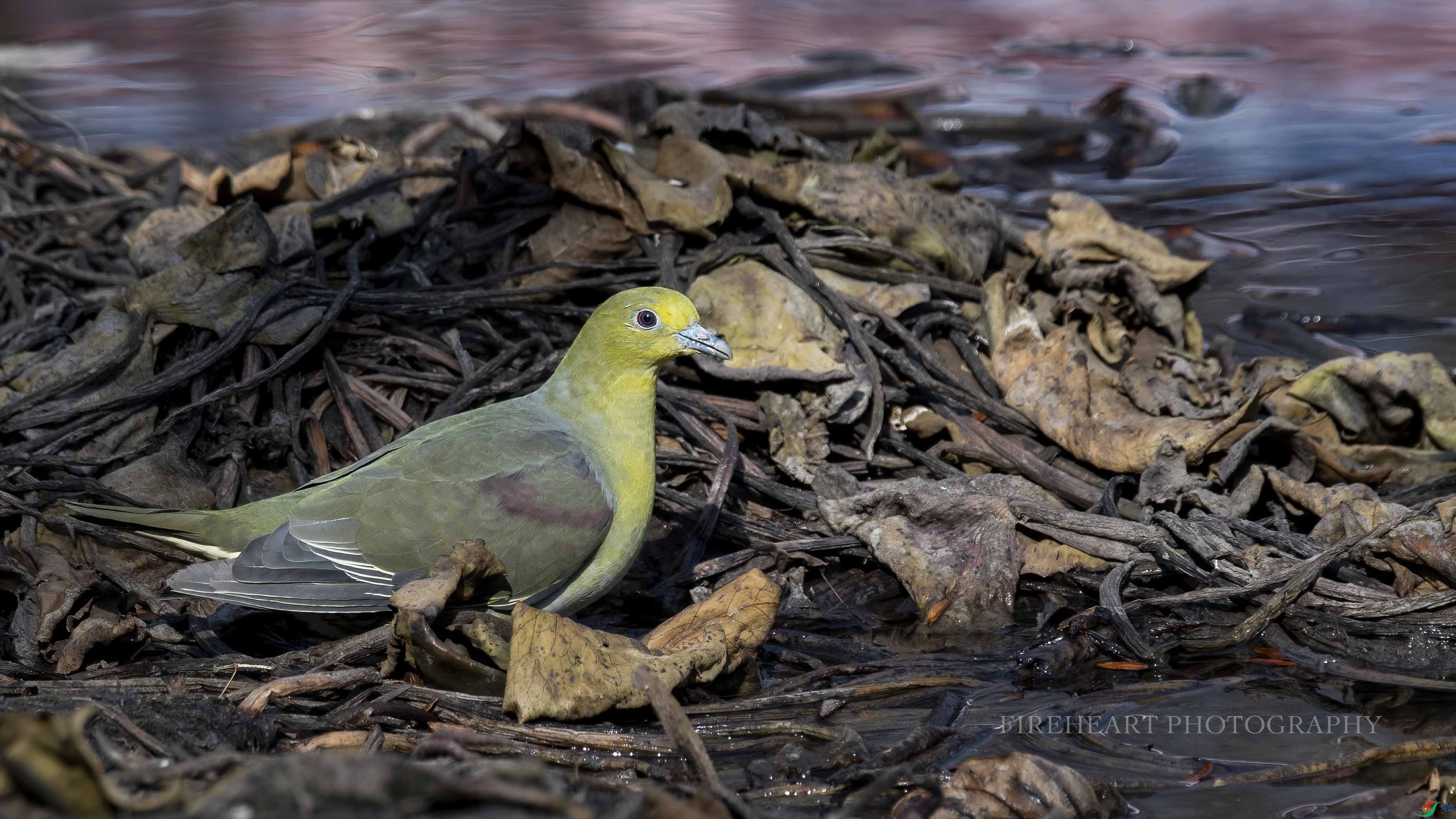 DSC_6865-DeNoiseAI-denoise.jpg
