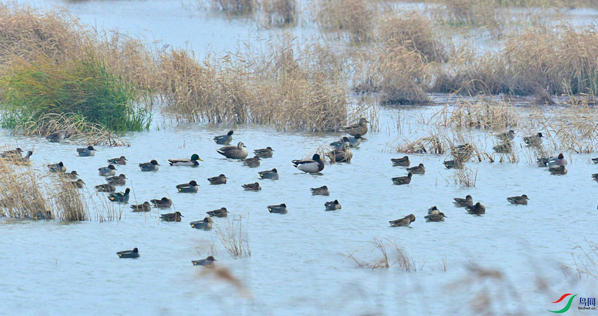 芦苇丛中的野鸭群