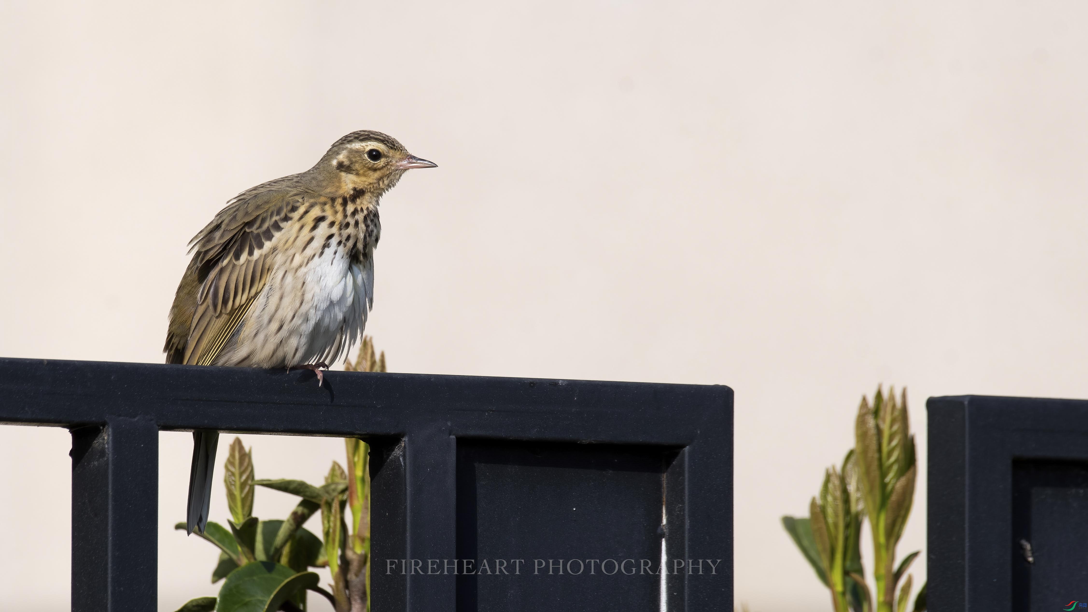 超高性价比尼康d500200500镜头拍鸟体验
