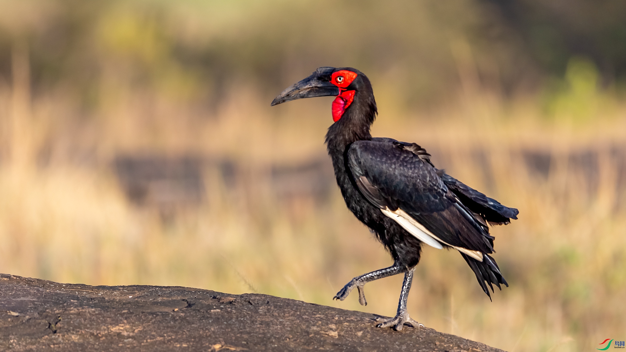 非洲红脸地犀鸟