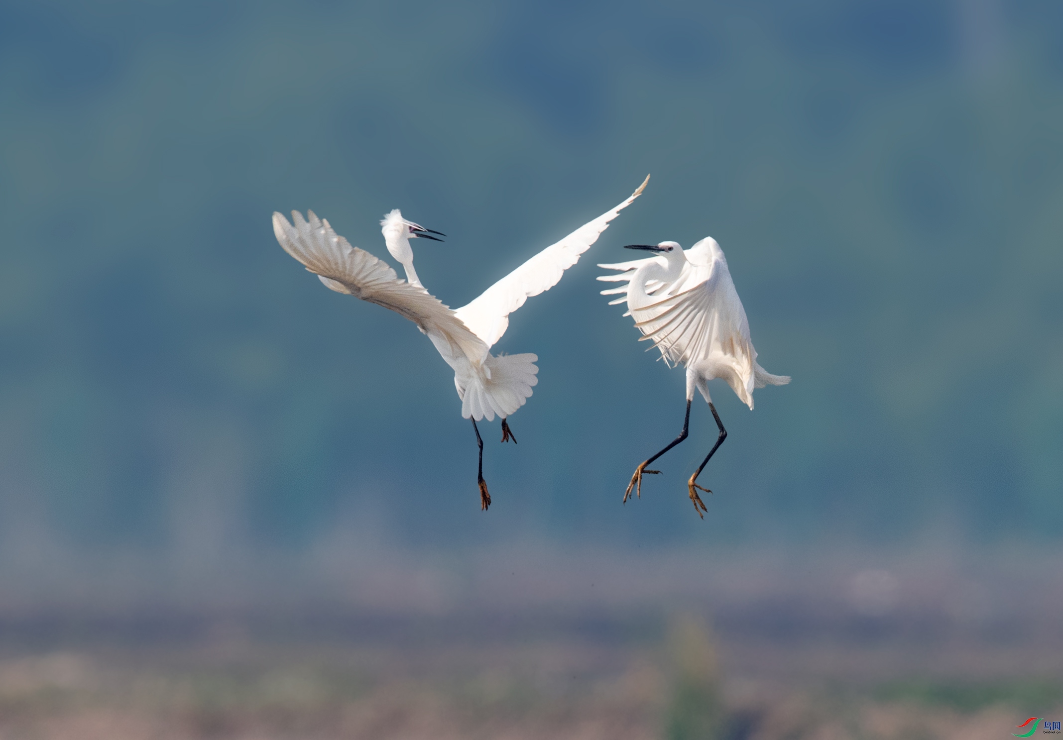 两只小白鹭