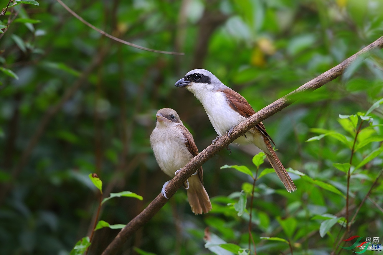 ǧţ�����ɽ�   ��ʦ�����ڽ���ʡ������.jpg