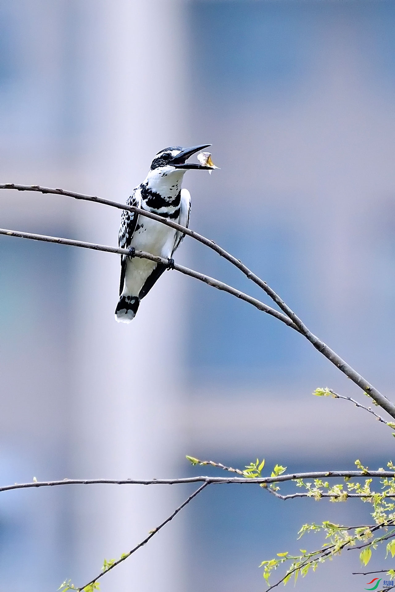 _DSC2740_00002a.jpg