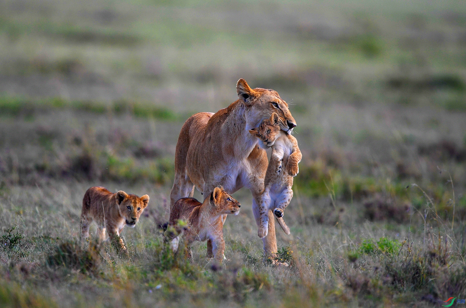 ʨ��   ������������ϸ�1.JPG