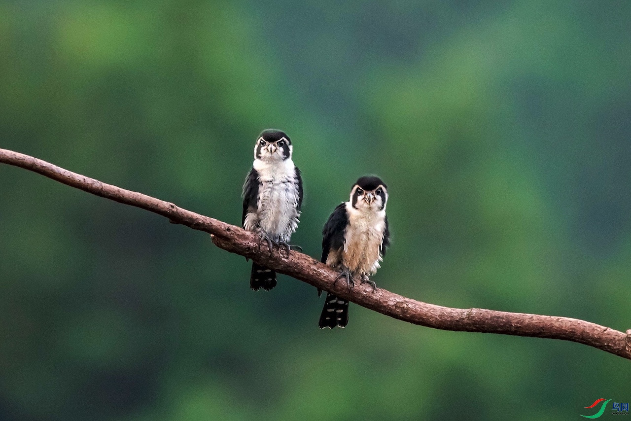 ����С��