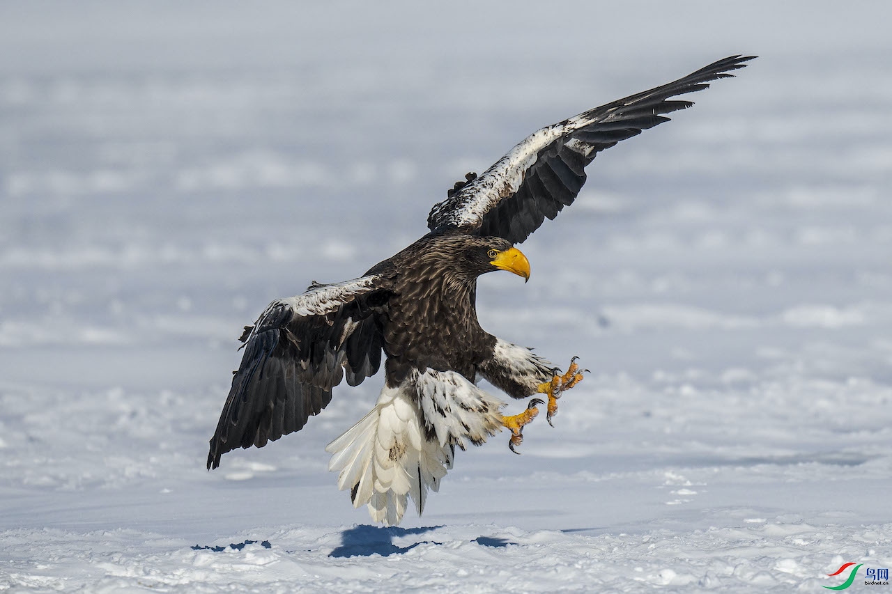 ��β����