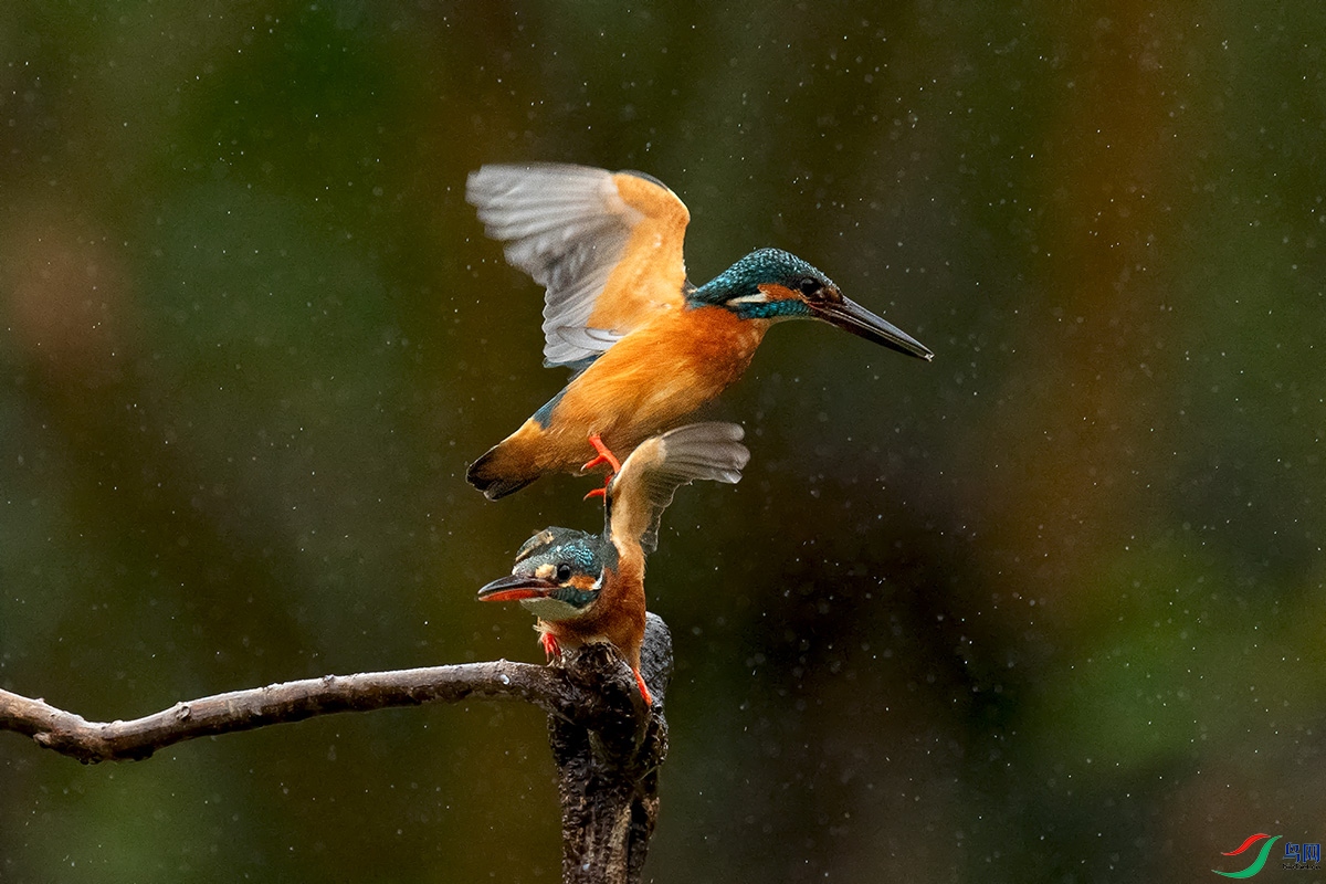 DSC_p7682.jpg
