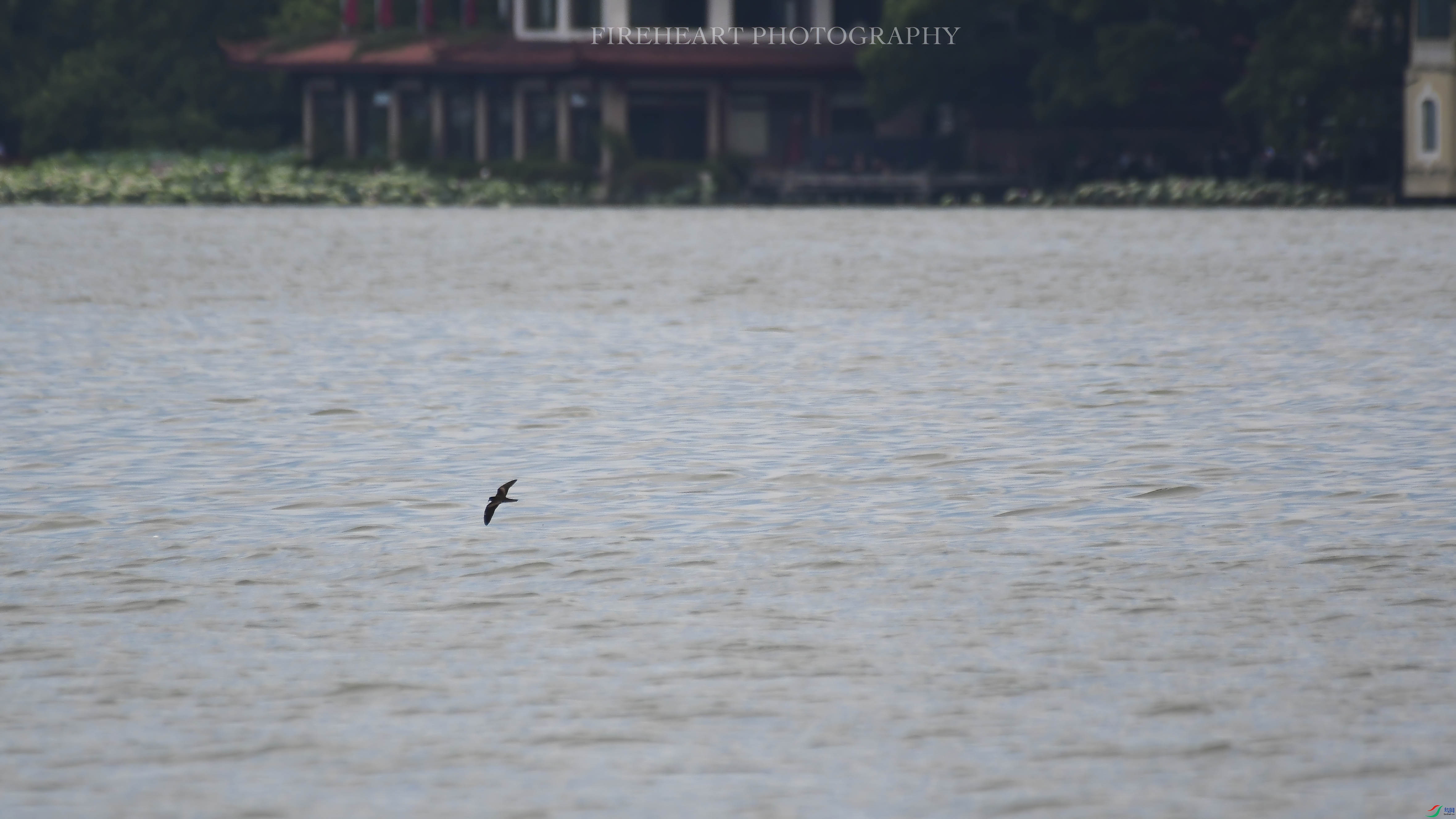 DSC_8054-DeNoiseAI-denoise.jpg