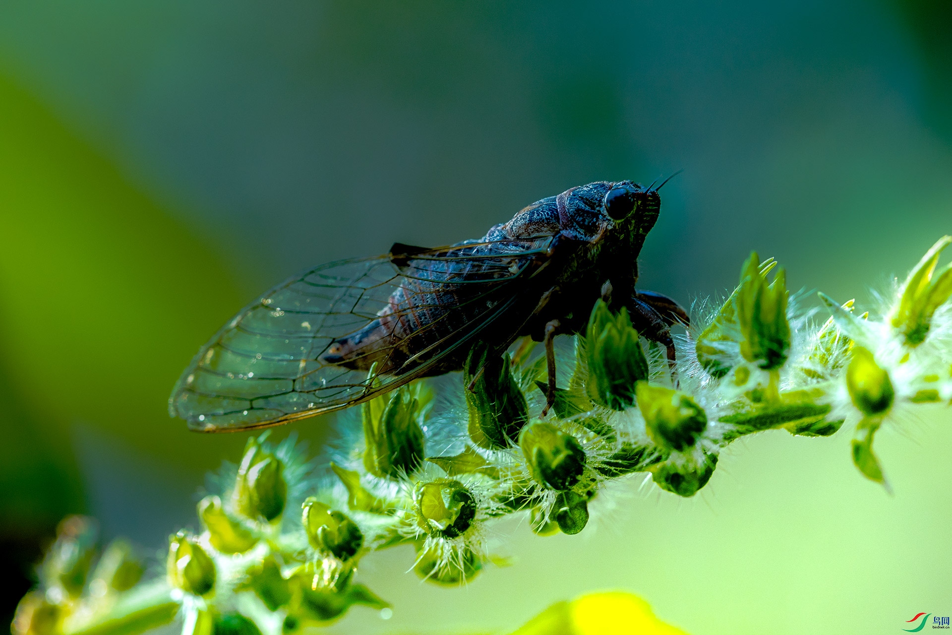 蝉【贺获首页精华】