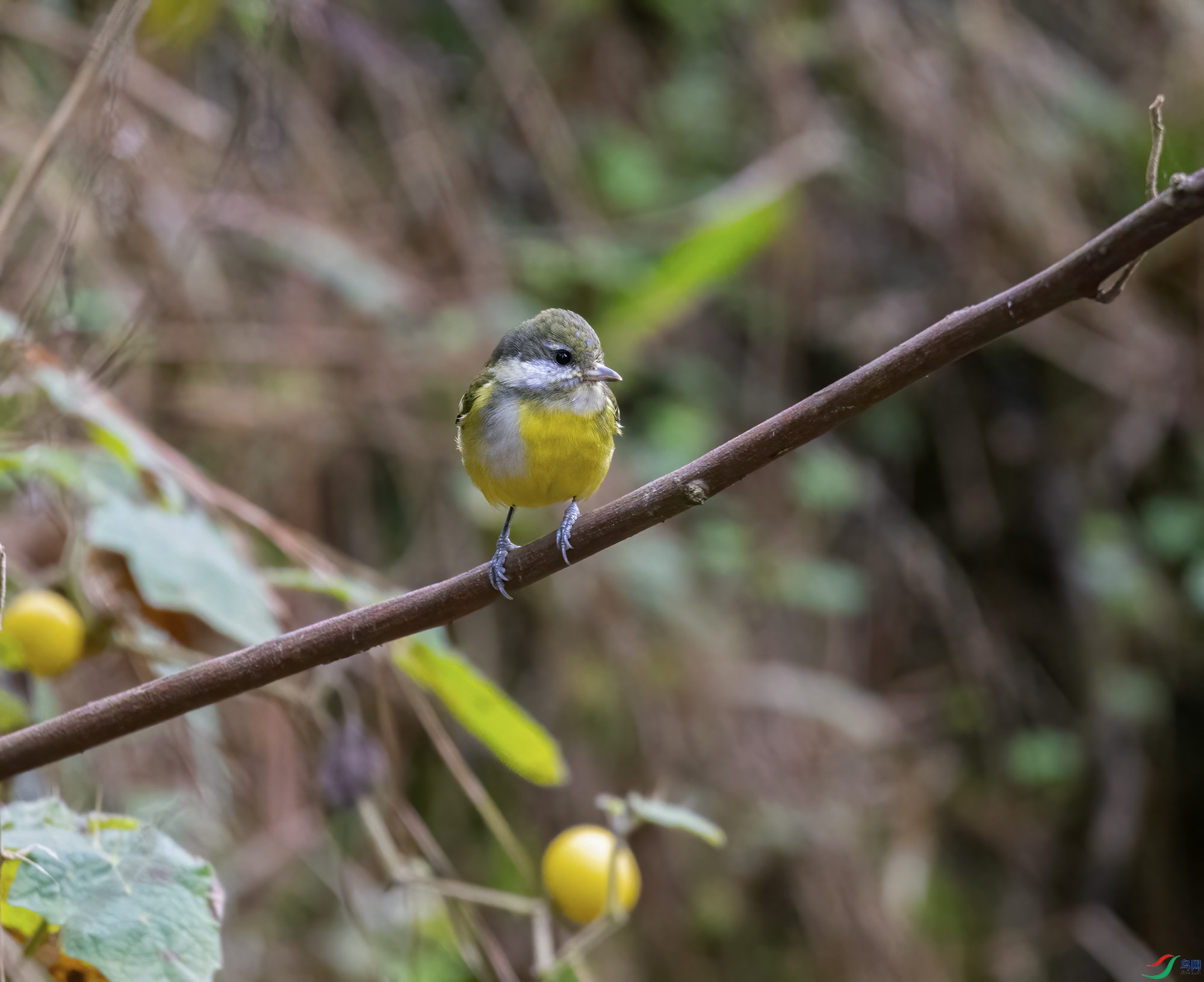 DSC_6002.jpg