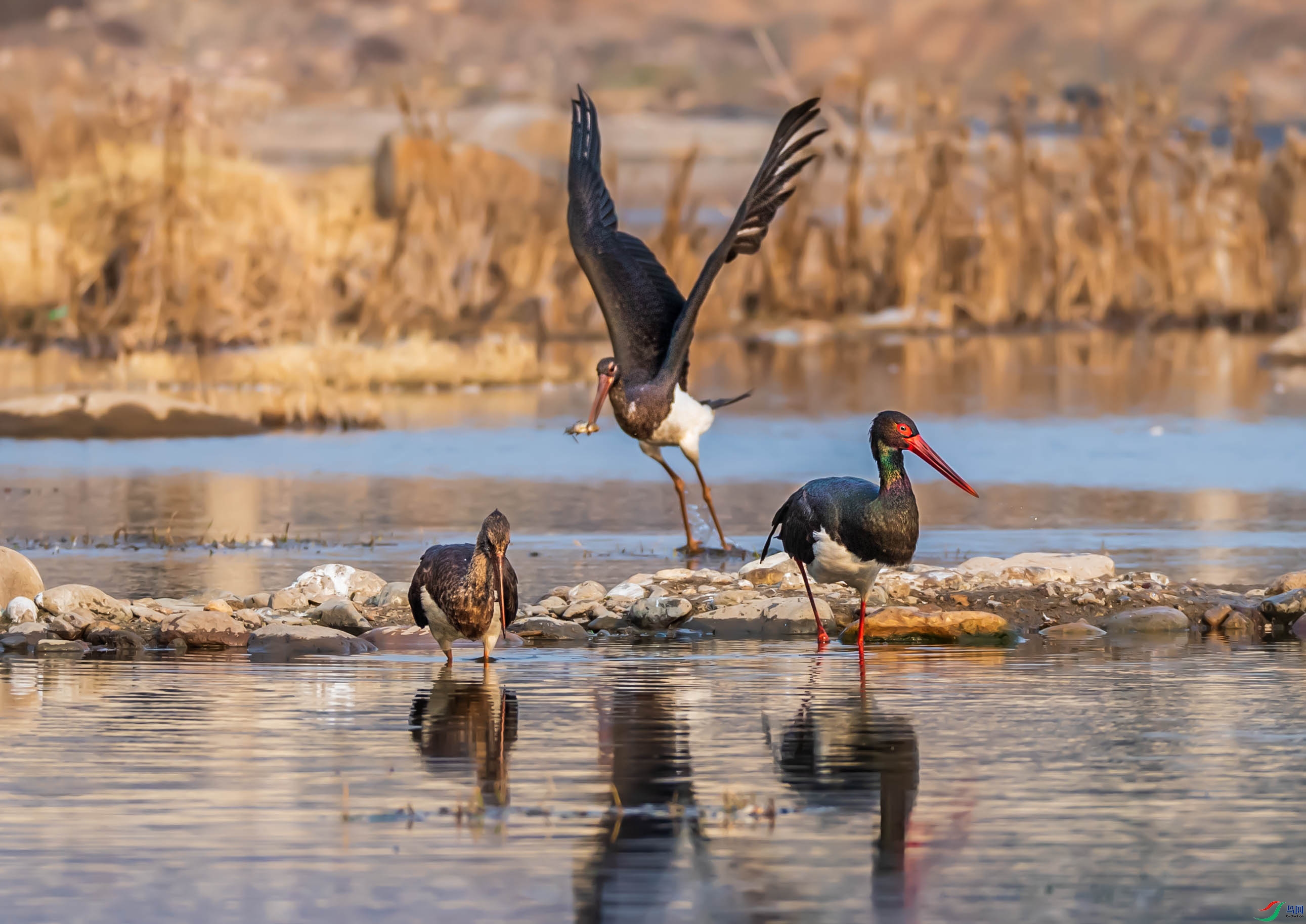 DSC_2110-1.jpg