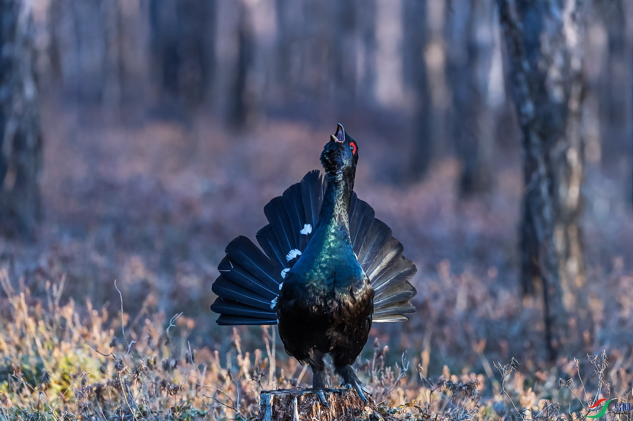 �����ɼ�