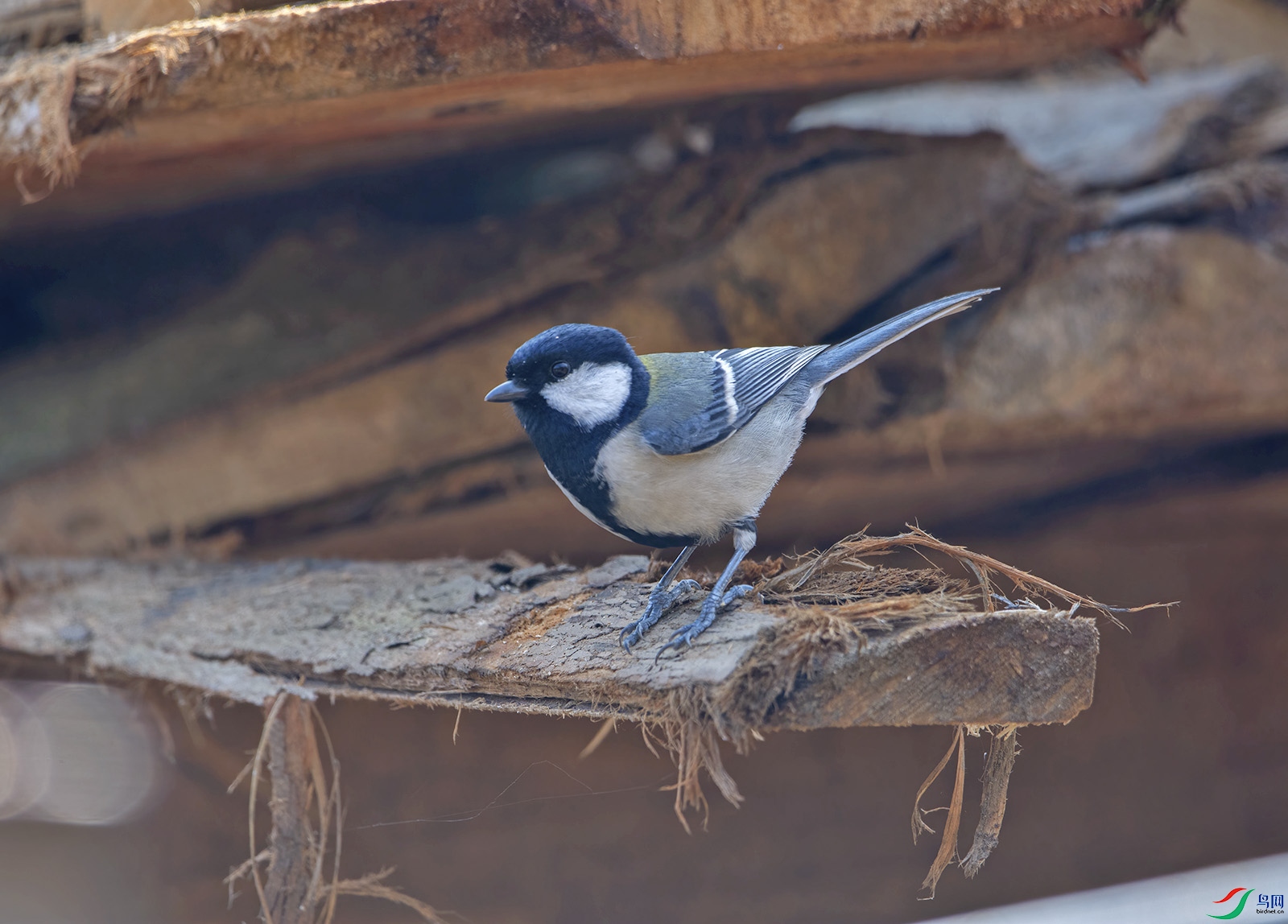 DSC_6259.jpg