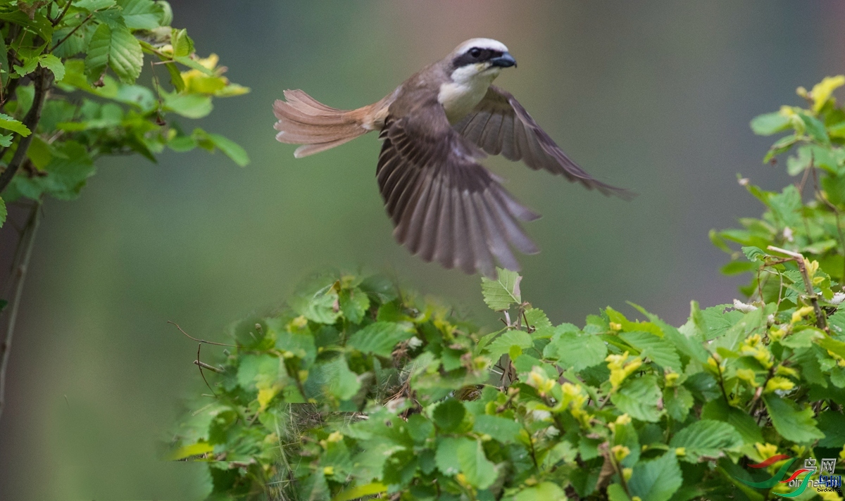 ���ޱ�  ��ʦ����������ʡ������.jpg