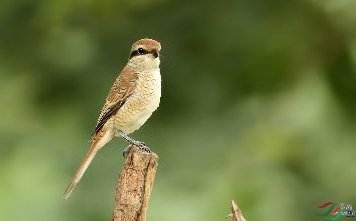 ����09  ��ʦ�����ڱ����к�����.jpg