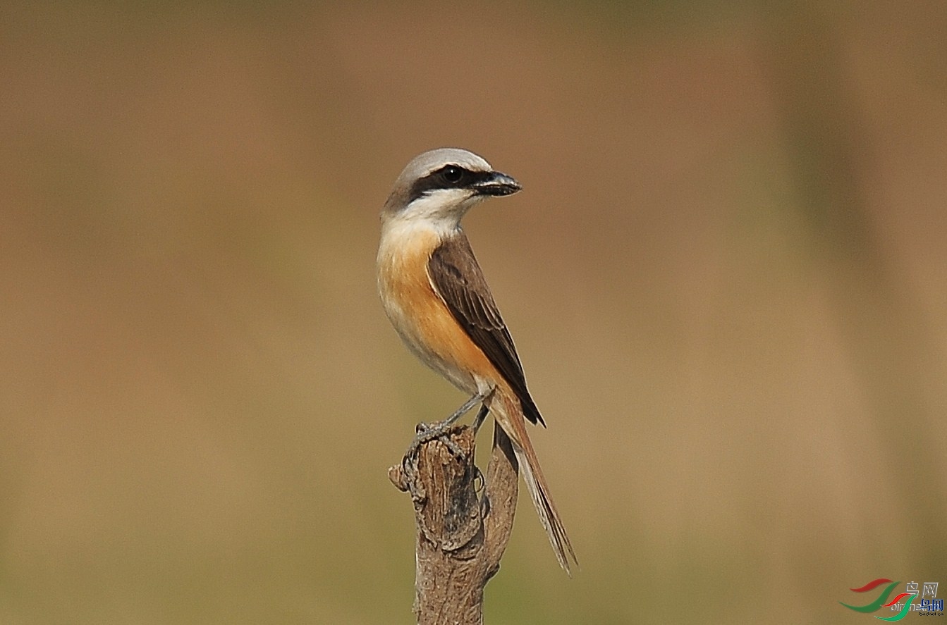 ��������  ��ʦ�����ڱ����з�ɽ��.jpg