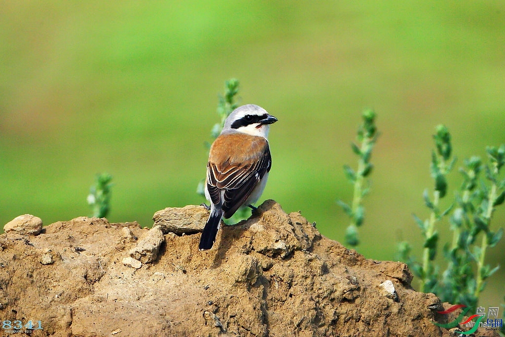 8341  ��ʦ��������.��.ά.��.��.������.jpg