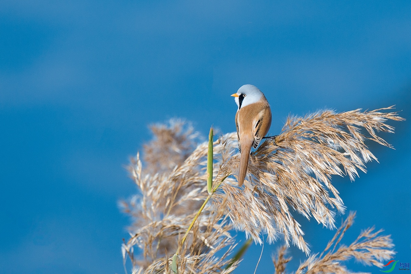 XCG_3088 - ����.jpg