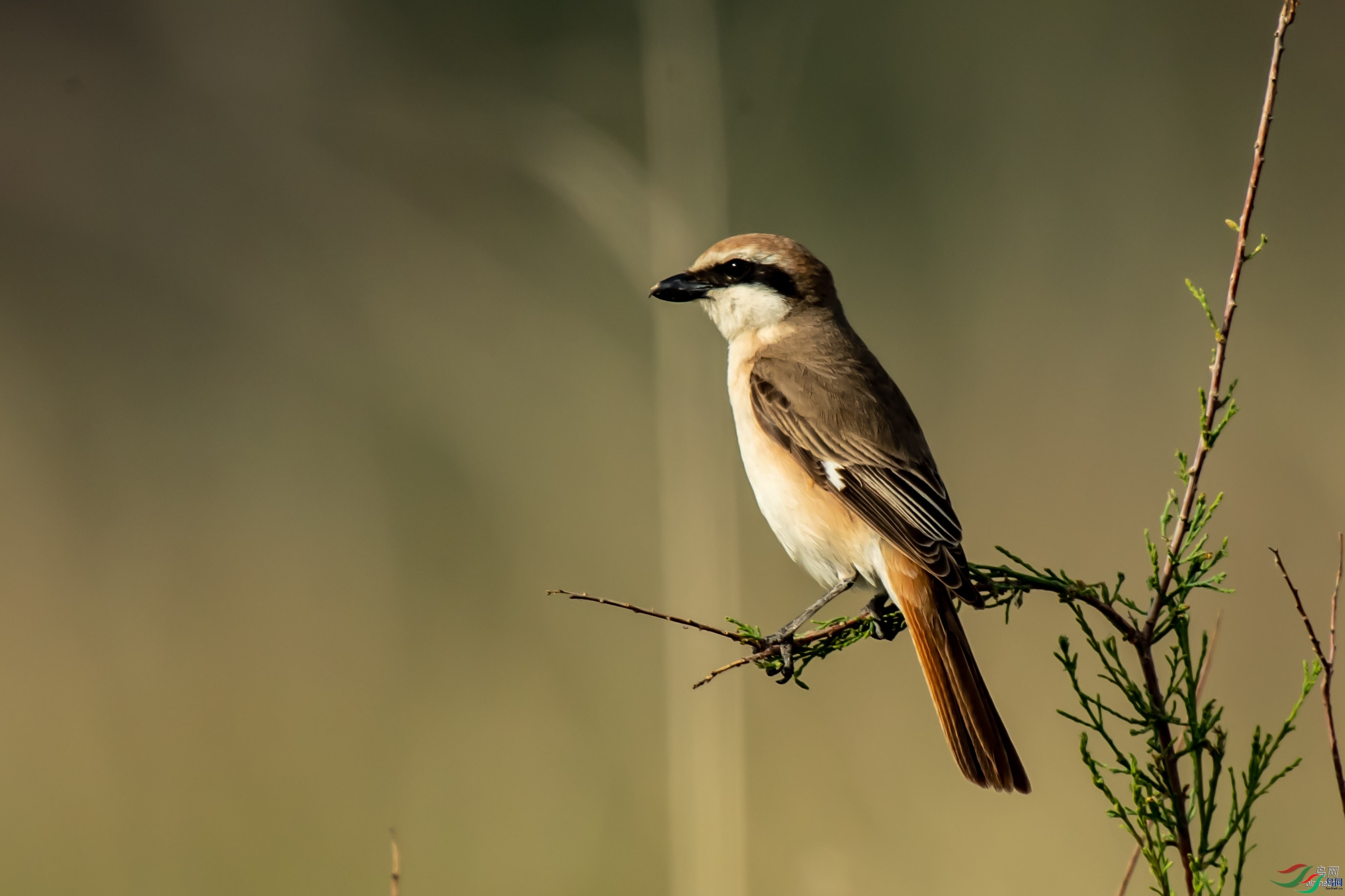 �ķ�ľ��  ��ʦ��������.��.ά.��.��.������****�ж�ɽ��.jpg