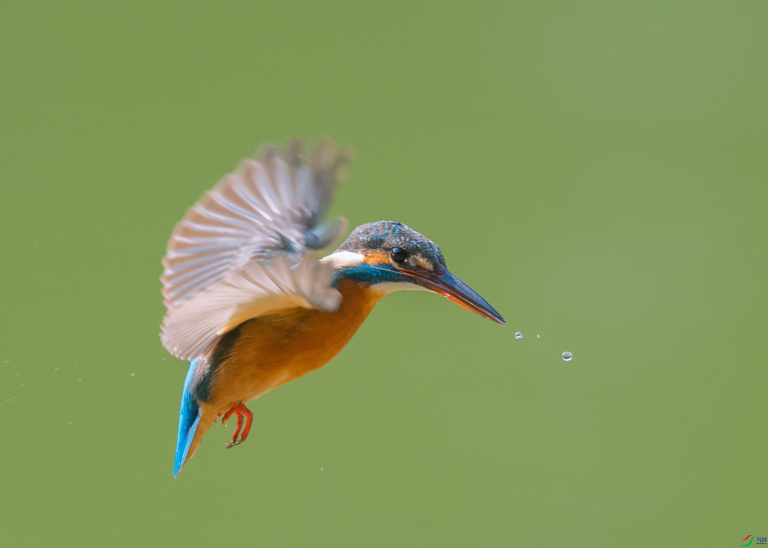 DSC_9889.jpg