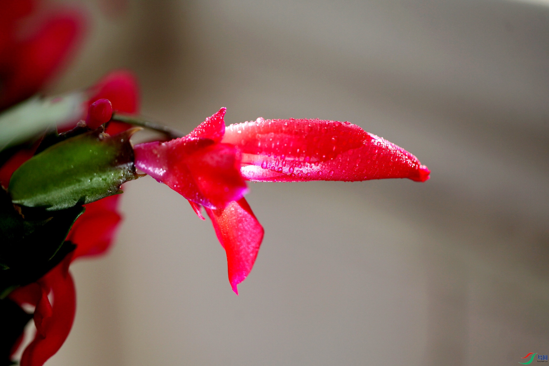 IMG_2666czx.jpg