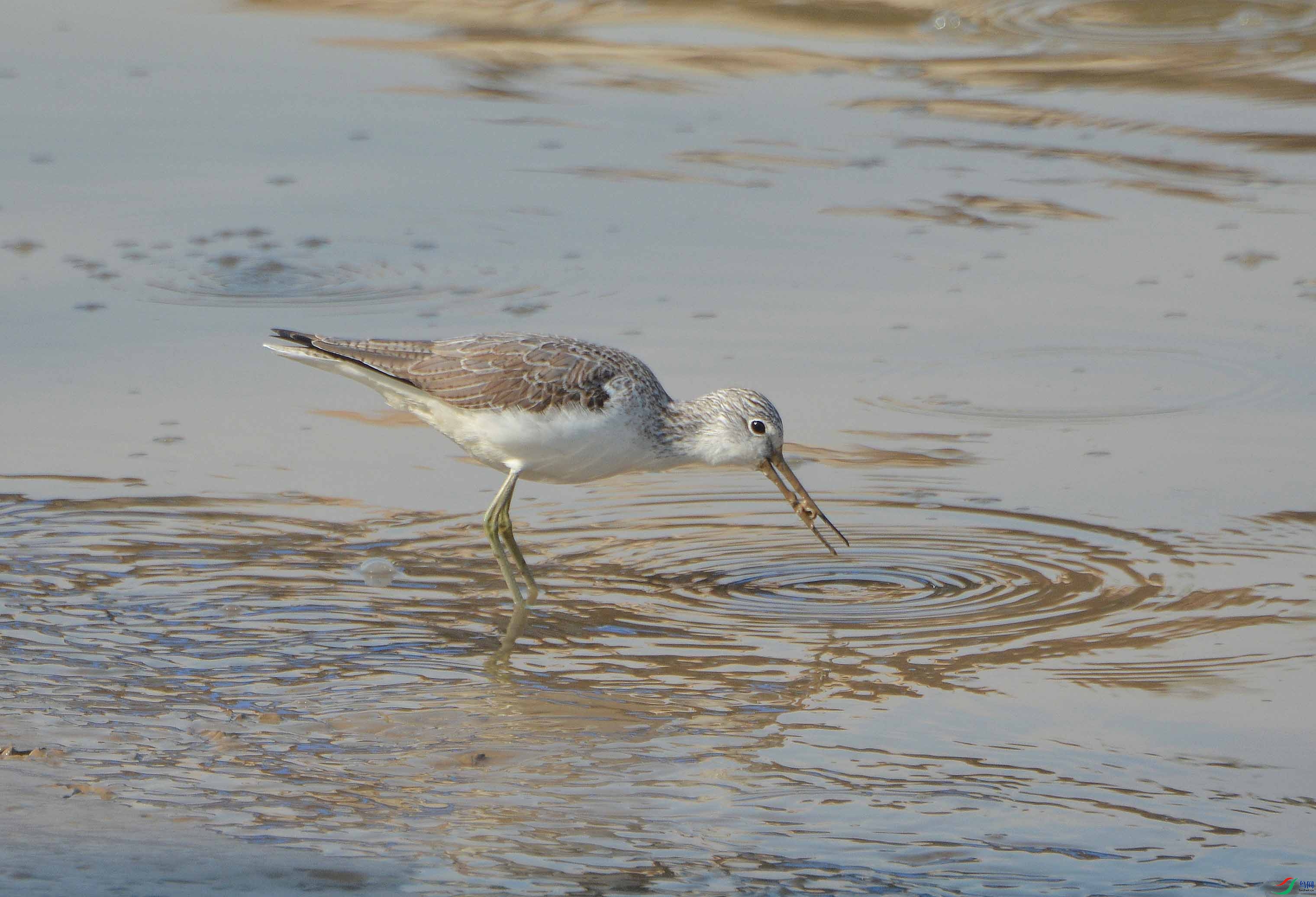水边觅食的青脚鹬