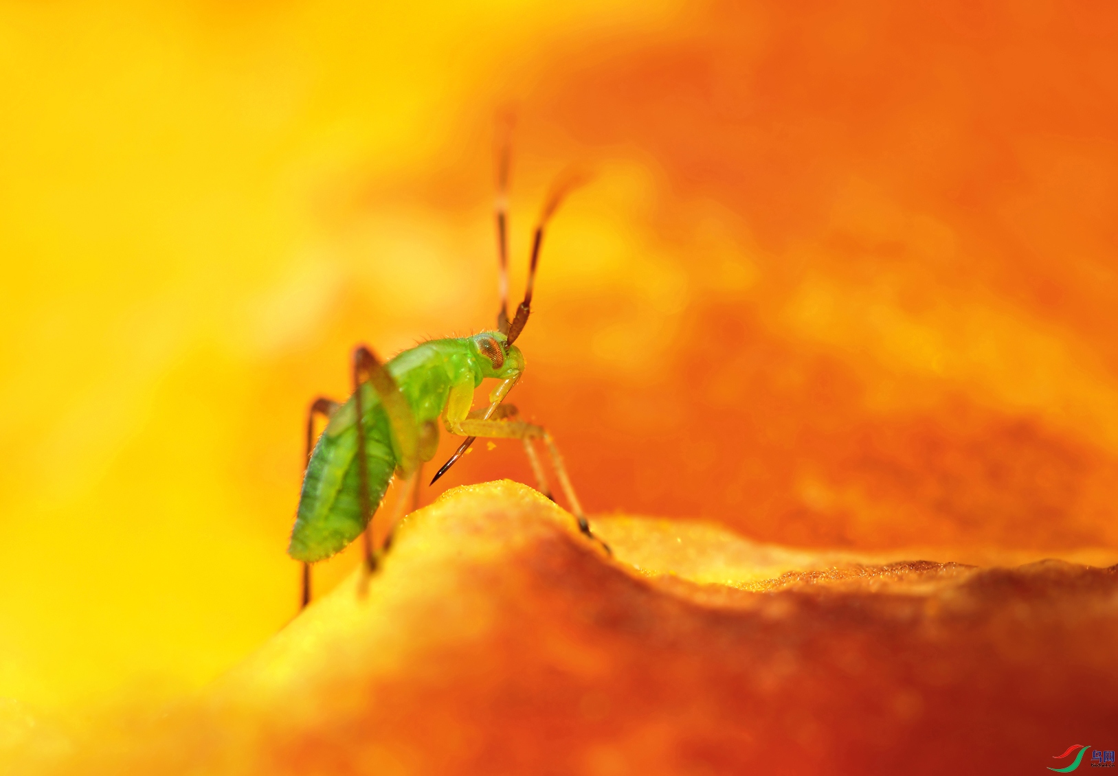 绿盲蝽【贺获首页精华】