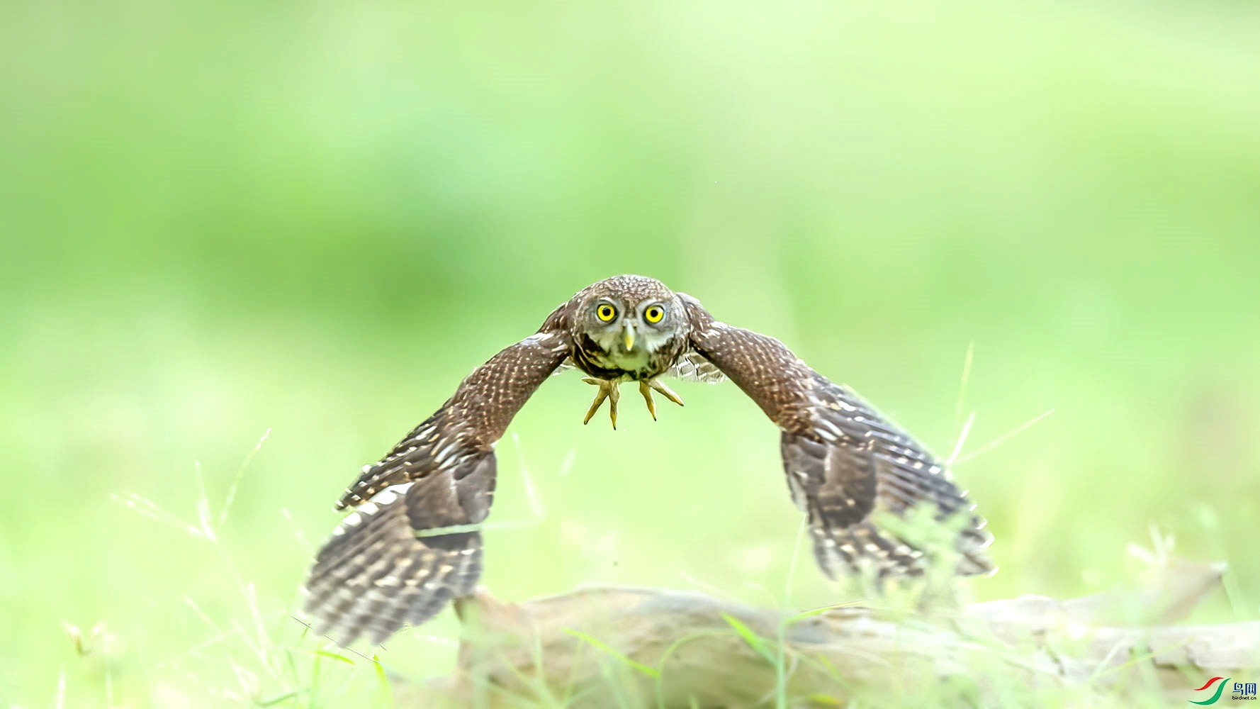 起飞冲刺的领鸺鹠!