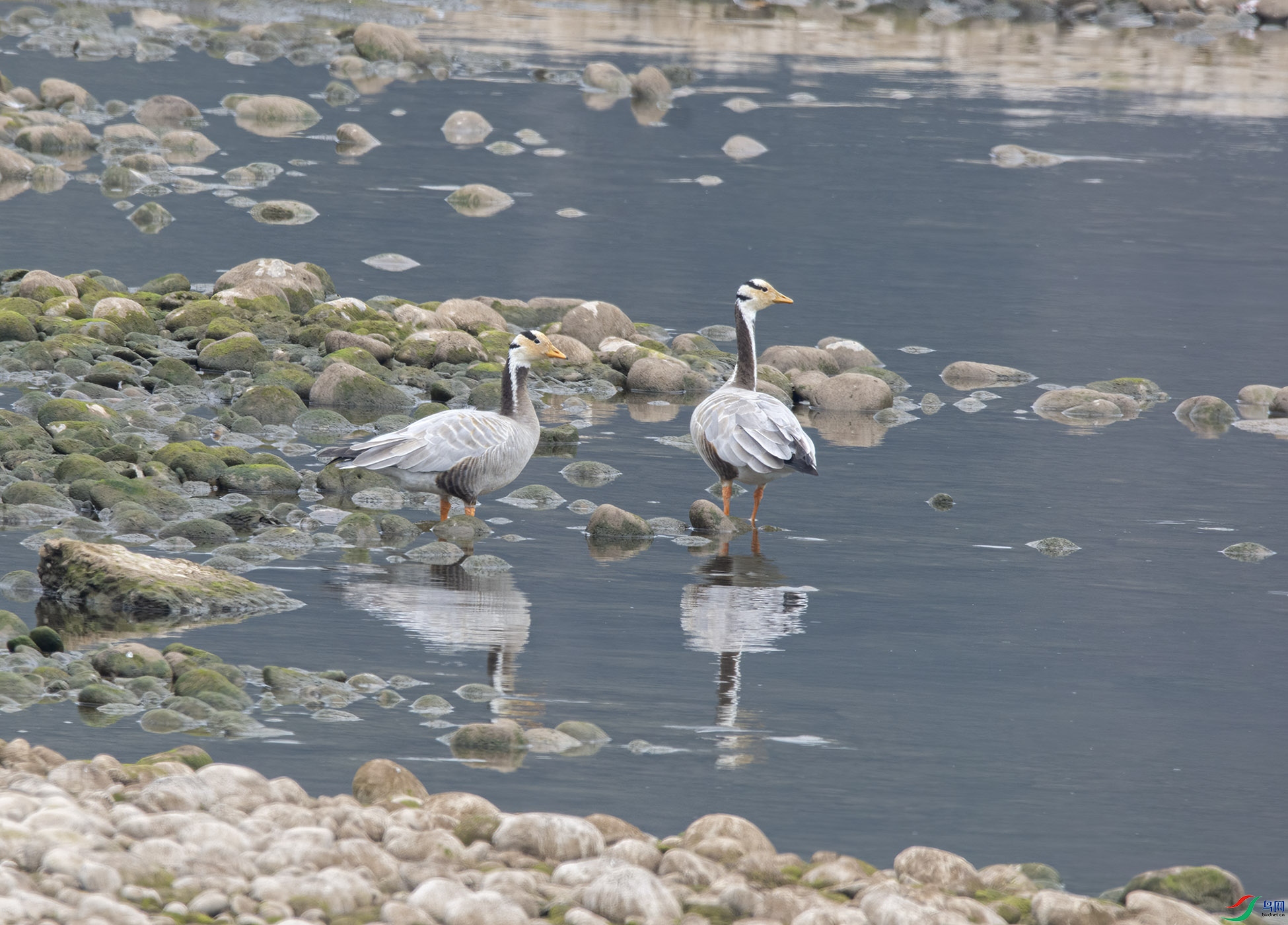 DSC_8243.jpg