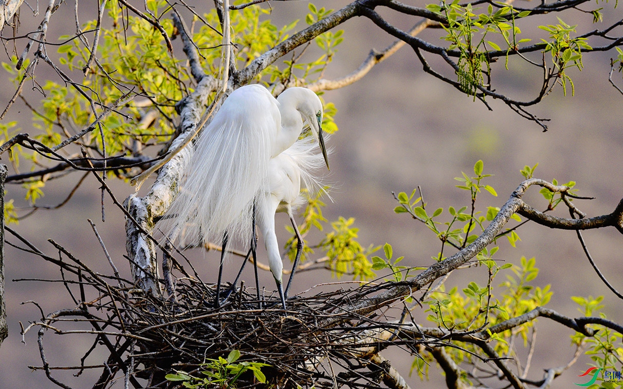 DSC_2409b.jpg