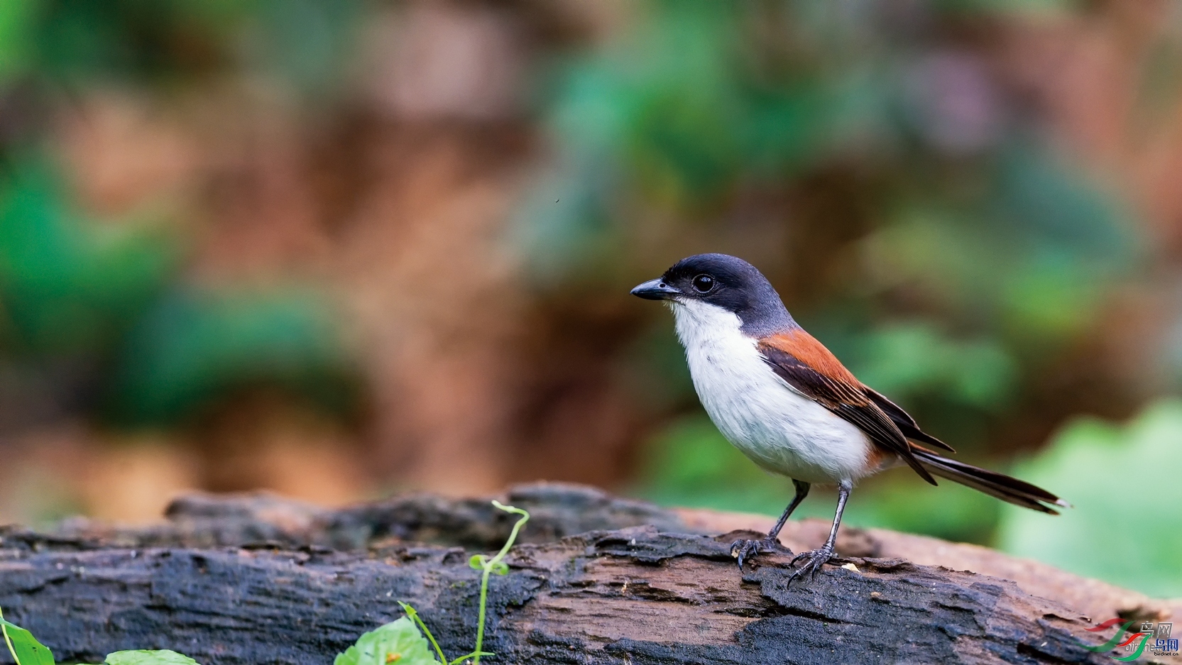 ���컢FTH  ��ʦ����������ʡ�º���ӯ�����ǰ���.jpg