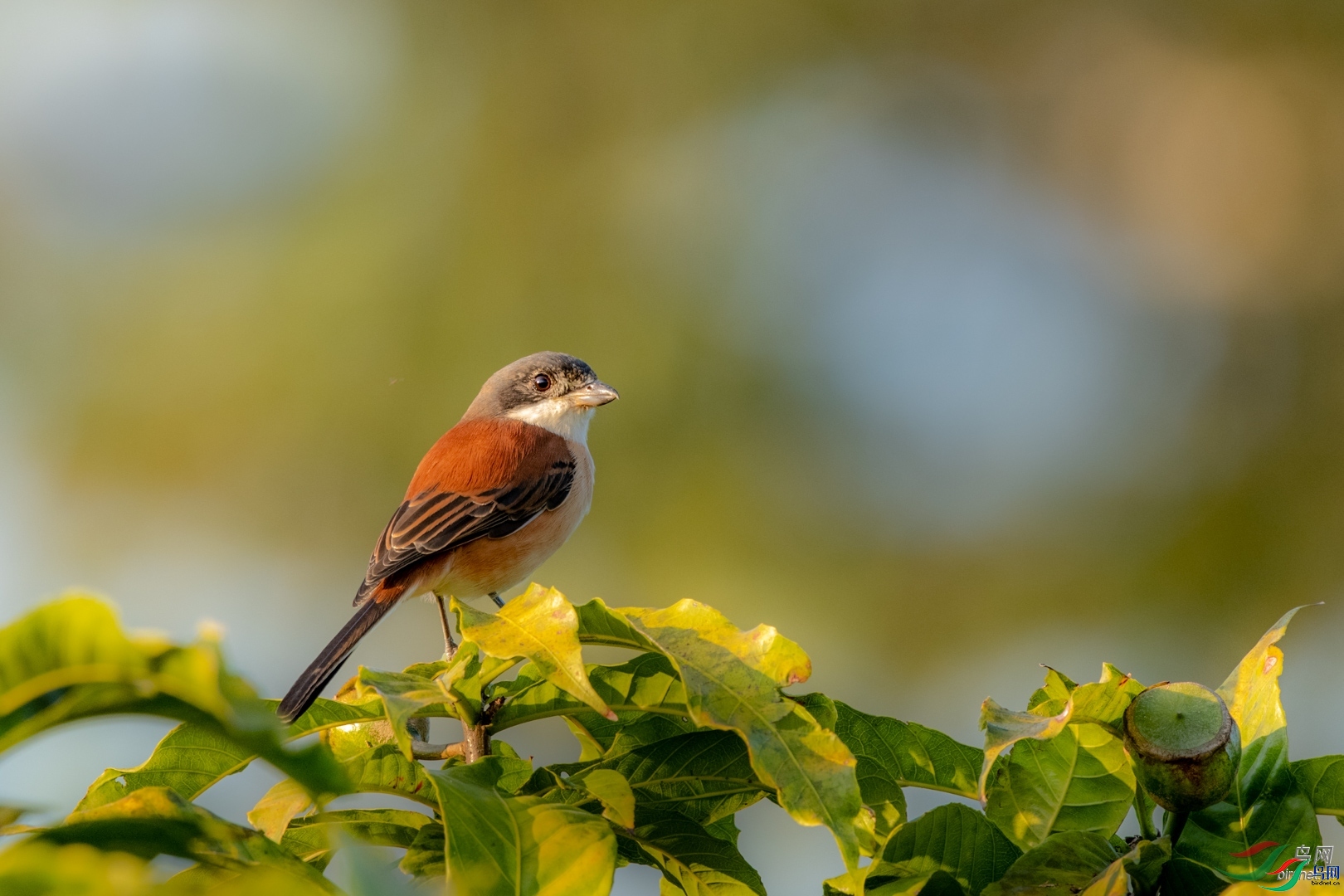 �ķ�ľ��   ��ʦ����������ʡ��˫���ɴ���������������������.jpg