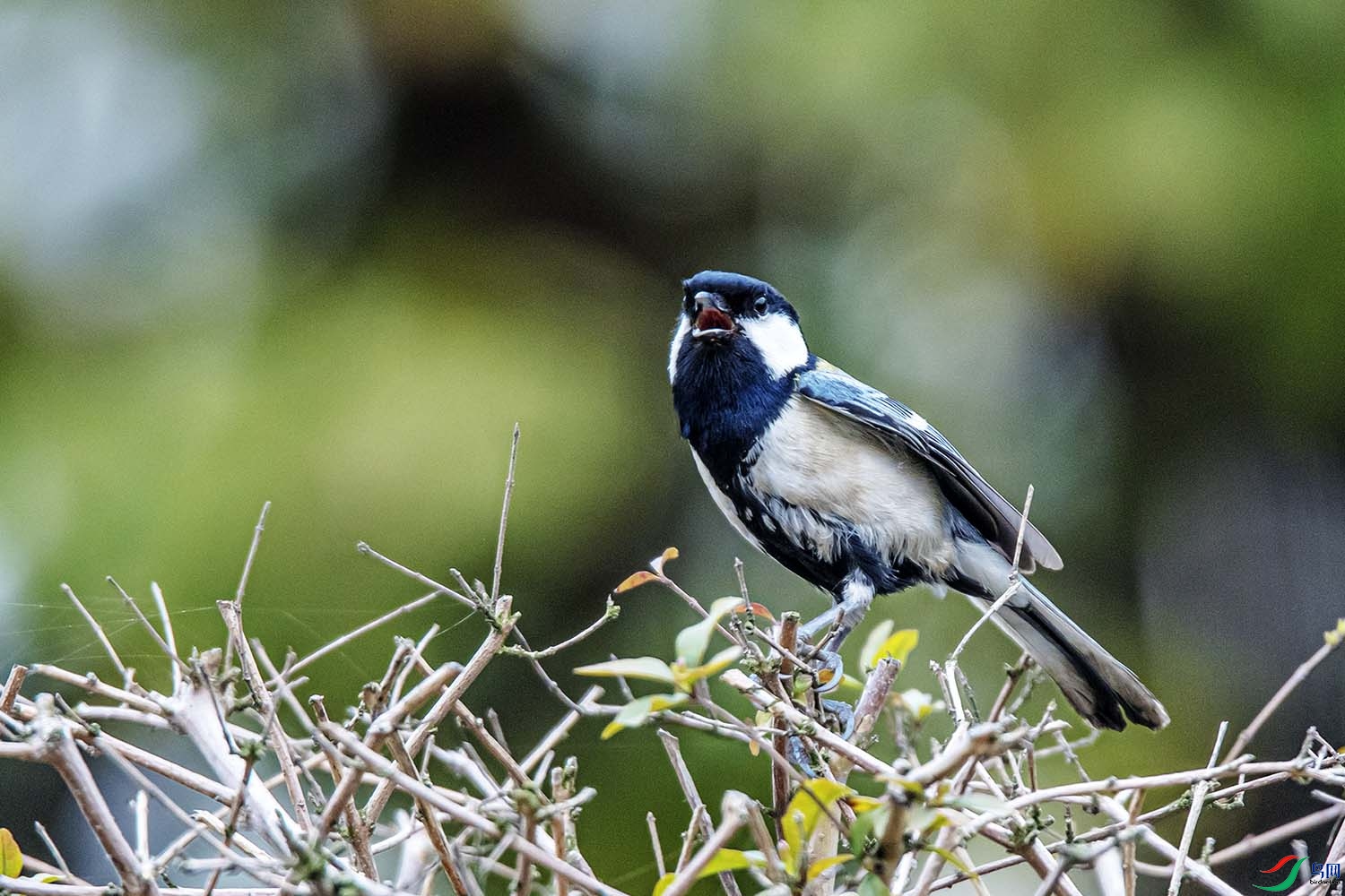 DSC_5285.jpg