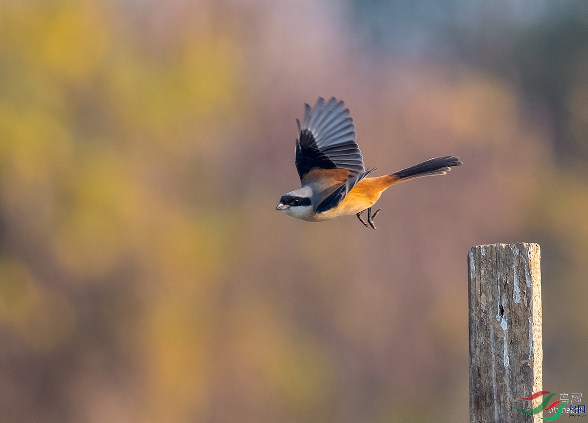 �e� ��ʦ�����ڽ���ʡ�ϲ���.jpg