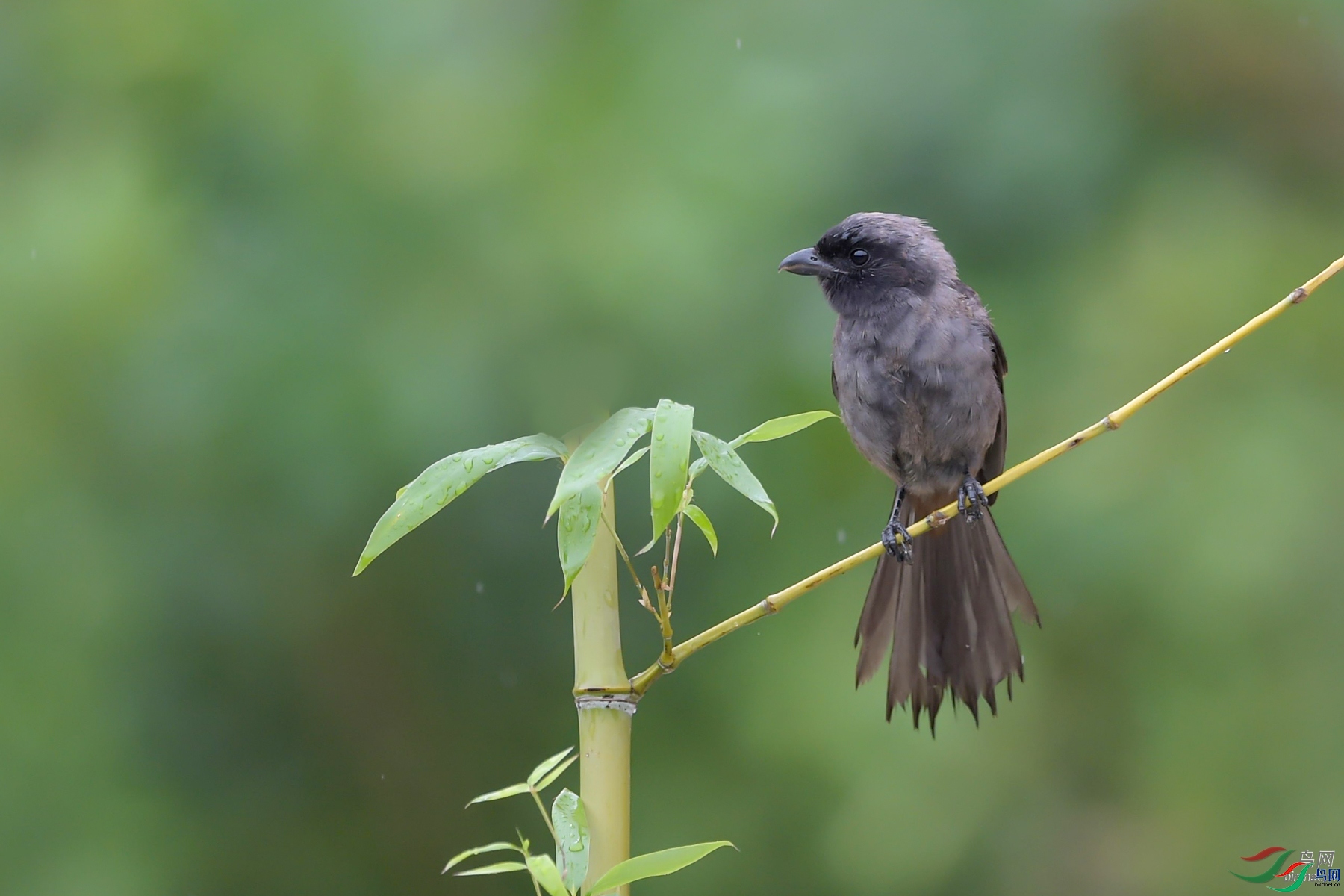 ����һ  ��ʦ�����ڸ���ʡȪ����ʯʨ��.jpg